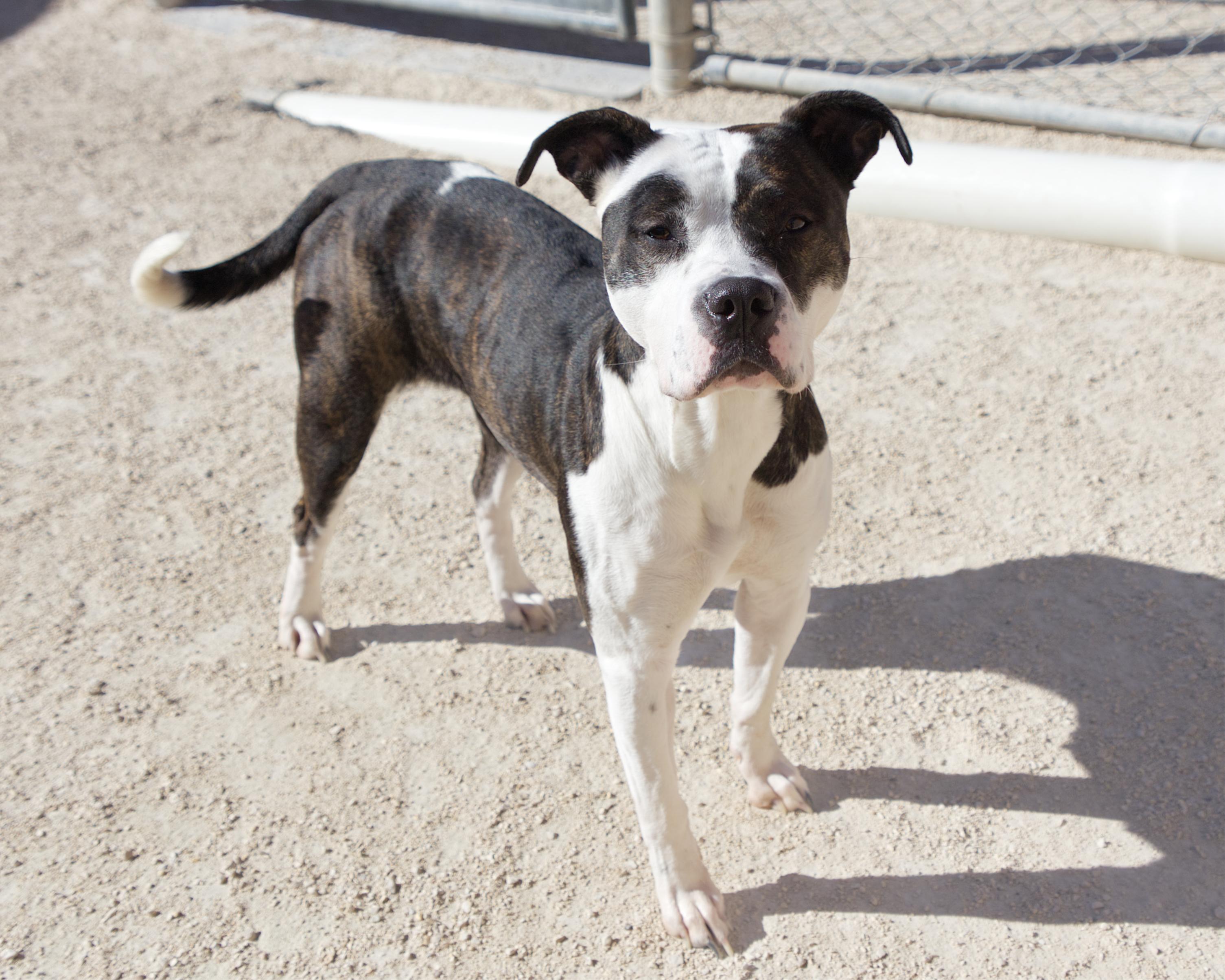 Enlarge Sugar Plum, a Adoptable mixed breed in Winnipeg, MB image 3/4