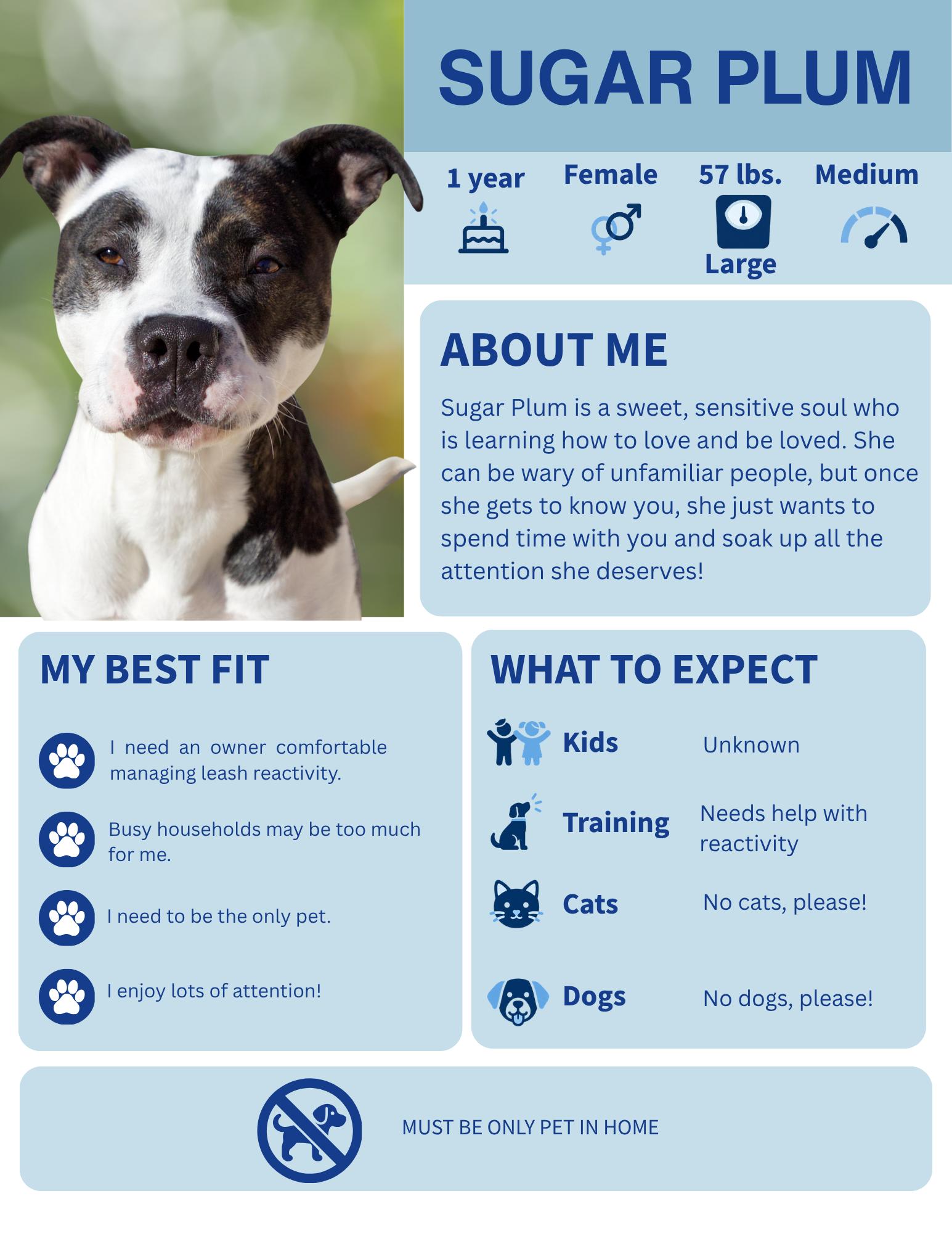 Enlarge Sugar Plum, a Adoptable mixed breed in Winnipeg, MB image 1/4