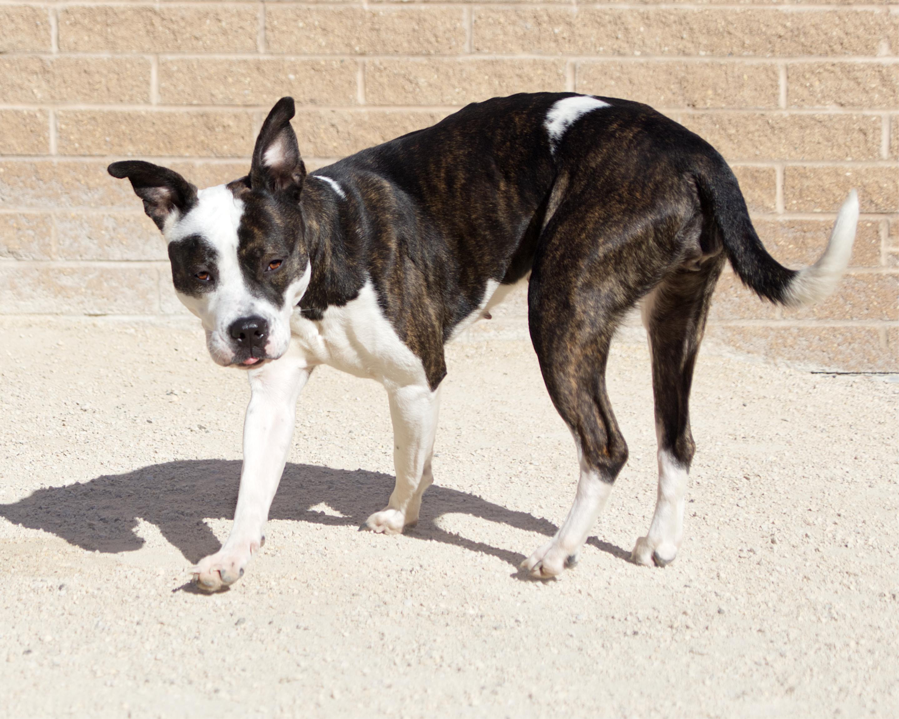 Enlarge Sugar Plum, a Adoptable mixed breed in Winnipeg, MB image 4/4