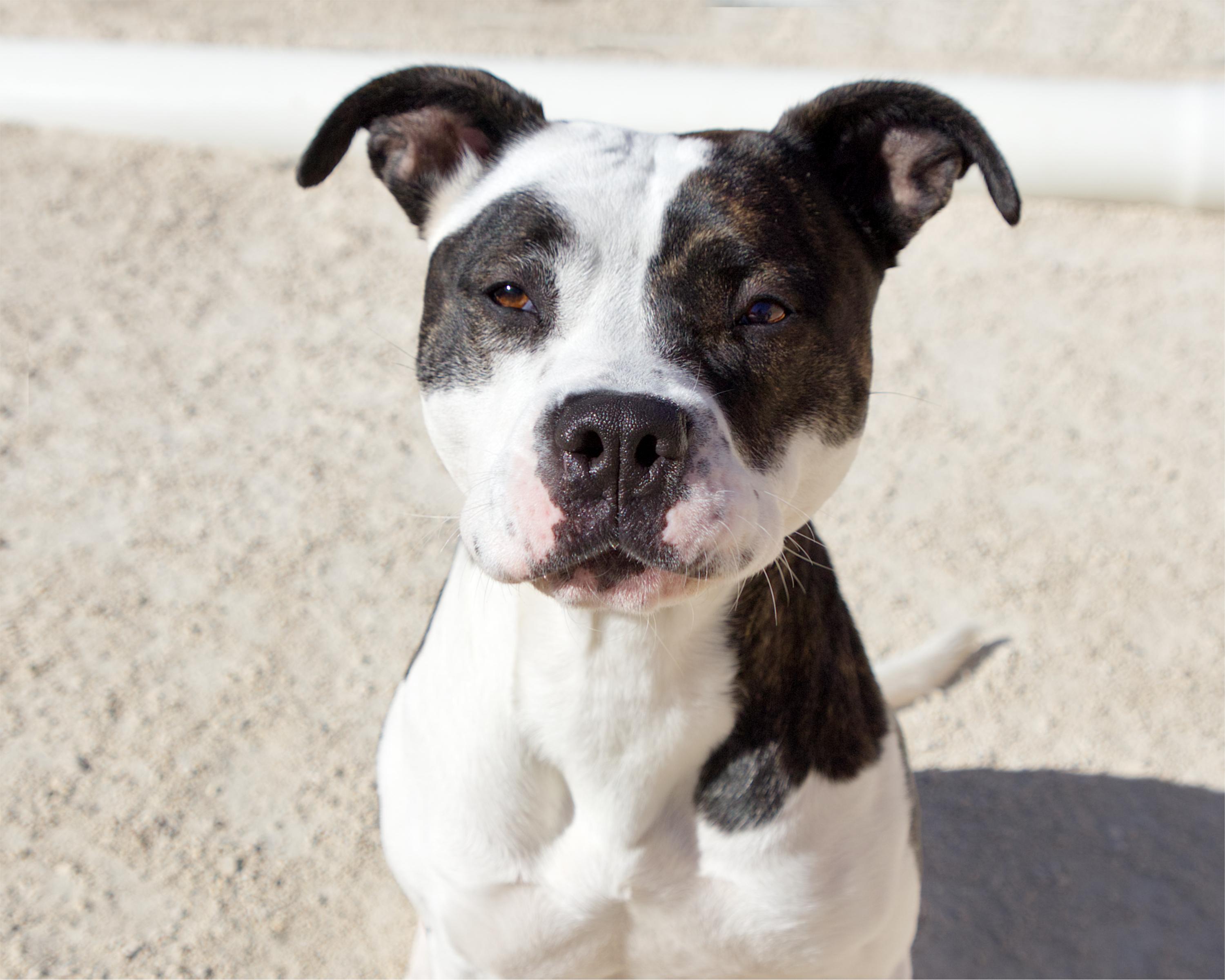 Enlarge Sugar Plum, a Adoptable mixed breed in Winnipeg, MB image 2/4