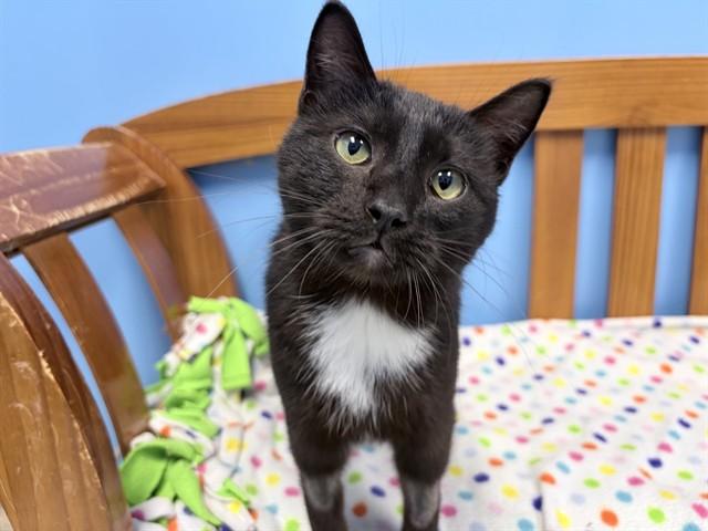 TILLY, Adoptable, Young Female Domestic Short Hair.