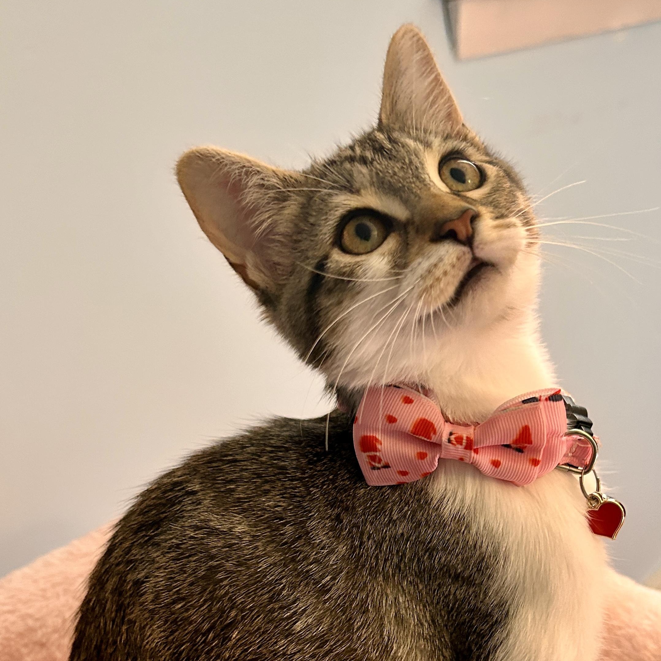 Faith, Adoptable, Kitten Female Domestic Short Hair.