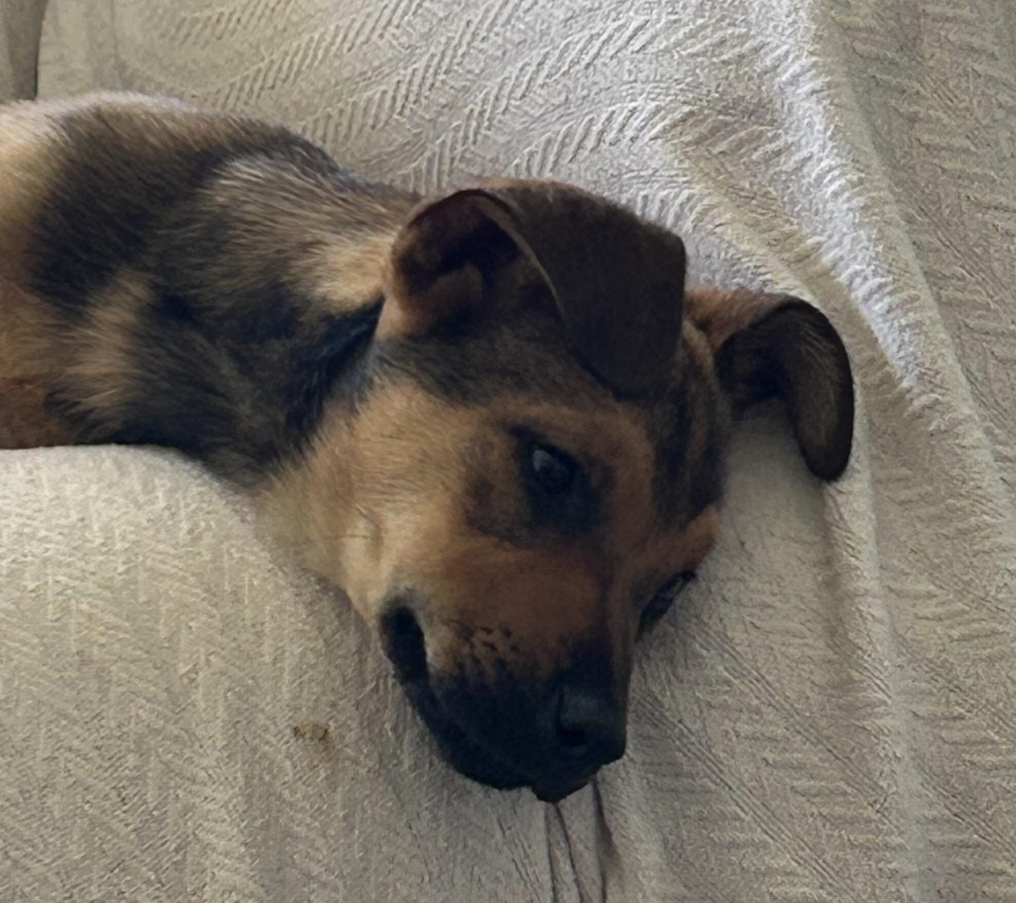 Enlarge Kace, a ADOPTABLE Mixed Breed in Kenosha, WI image 5/5