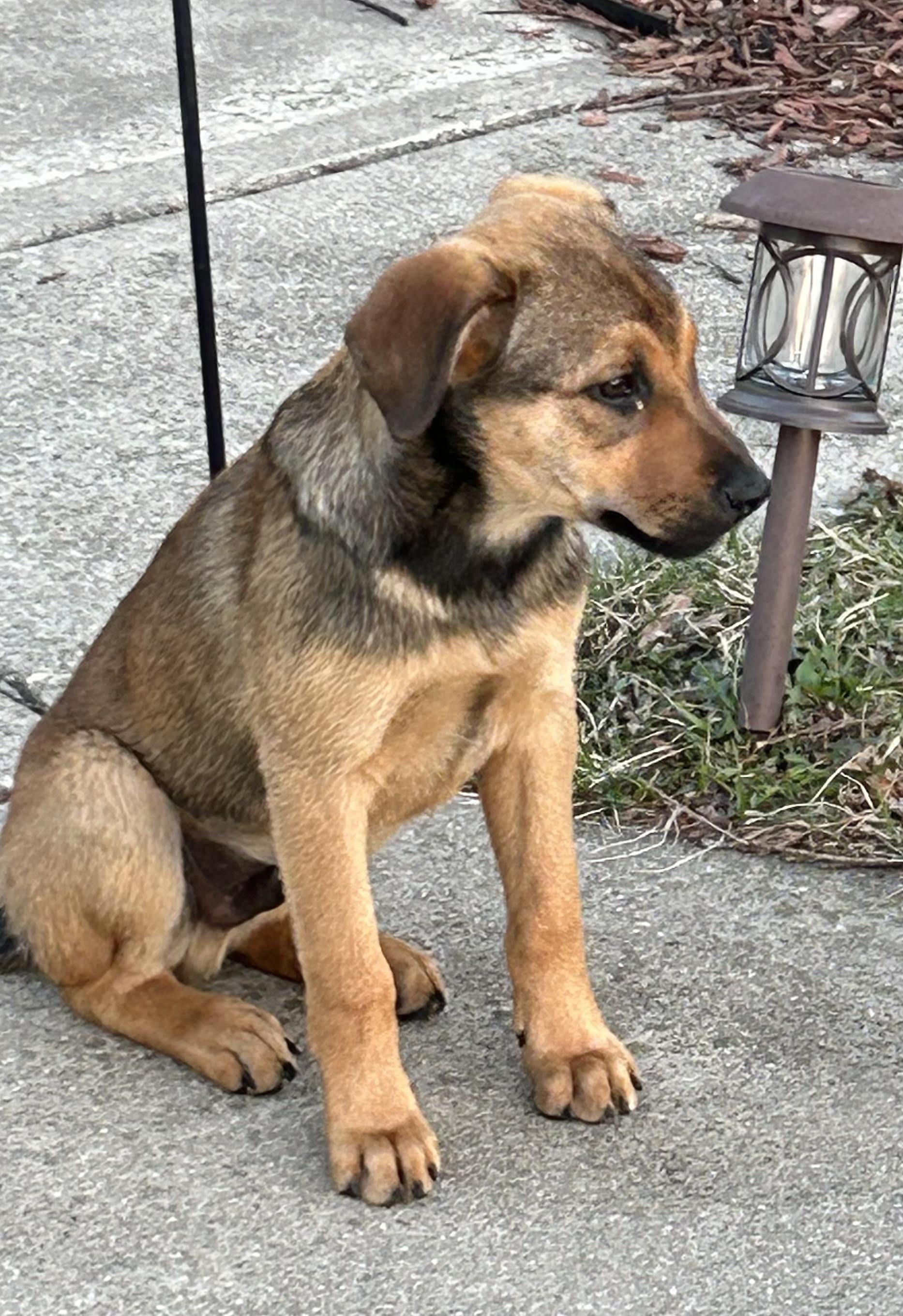 Enlarge Kace, a ADOPTABLE Mixed Breed in Kenosha, WI image 2/5