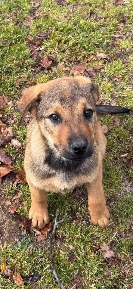 Enlarge Kace, a ADOPTABLE Mixed Breed in Kenosha, WI image 1/5