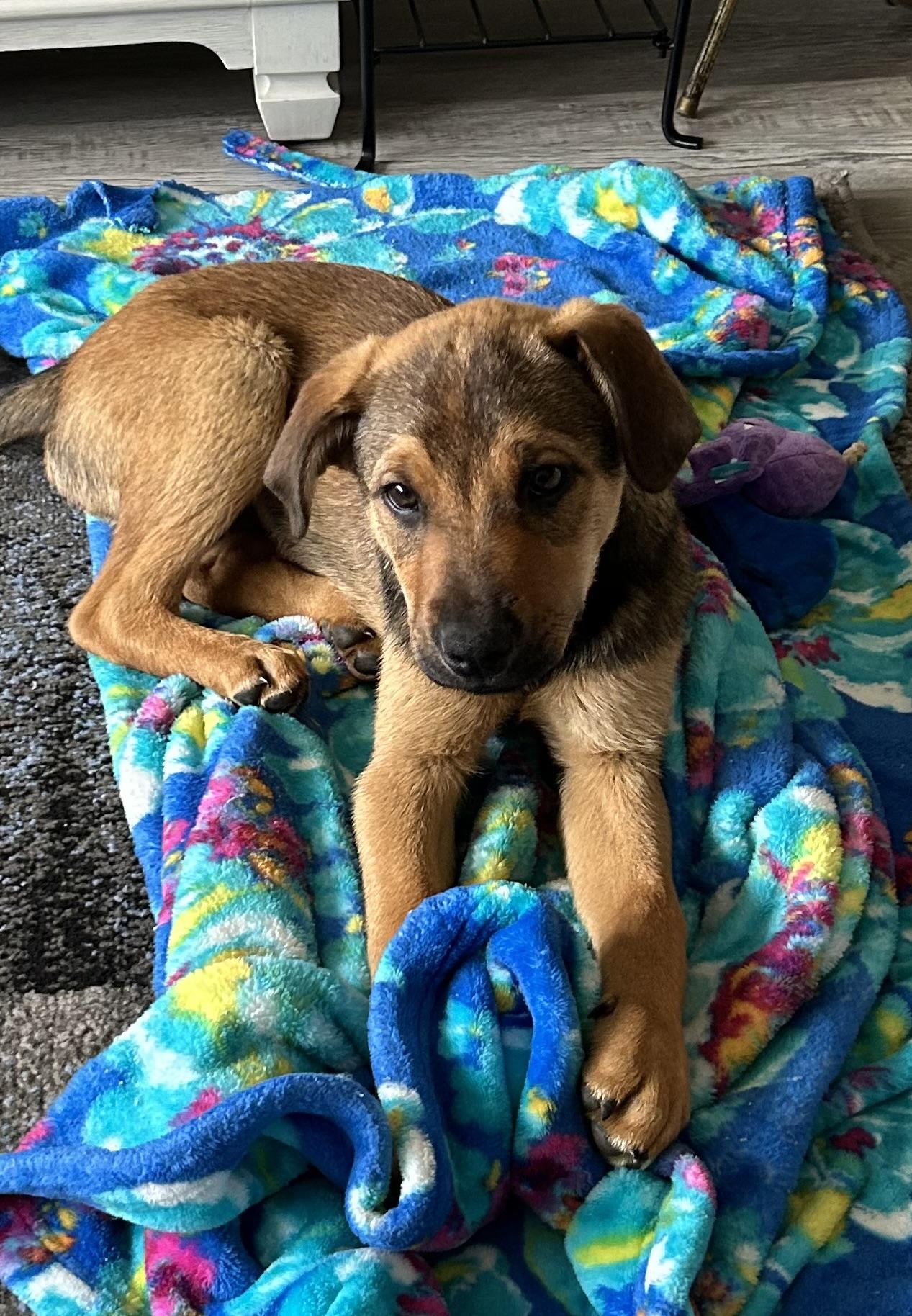 Enlarge Kace, a ADOPTABLE Mixed Breed in Kenosha, WI image 4/5