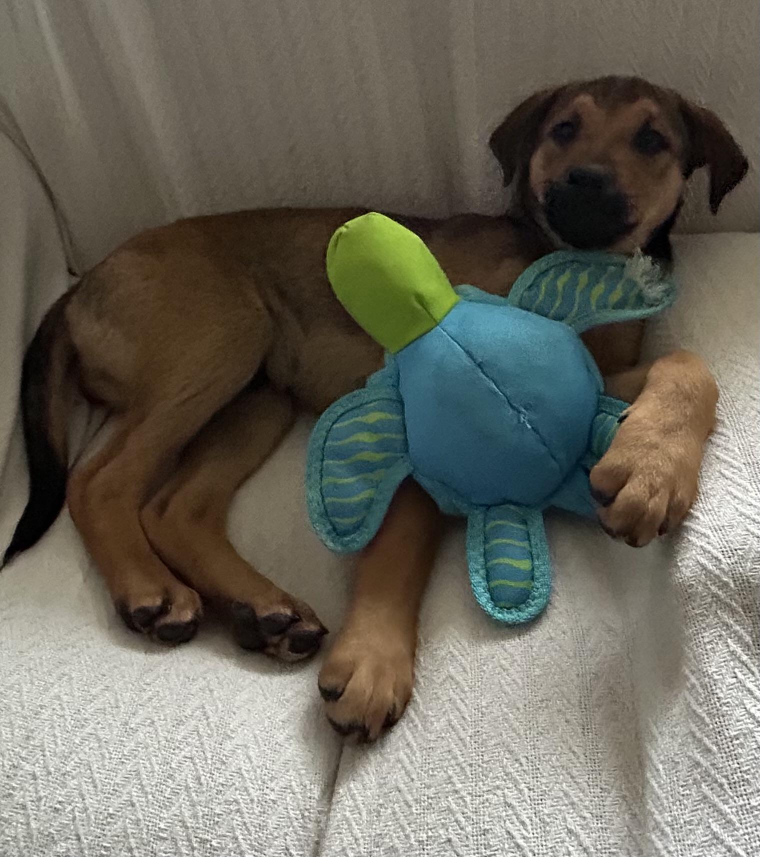 Enlarge Kace, a ADOPTABLE Mixed Breed in Kenosha, WI image 3/5