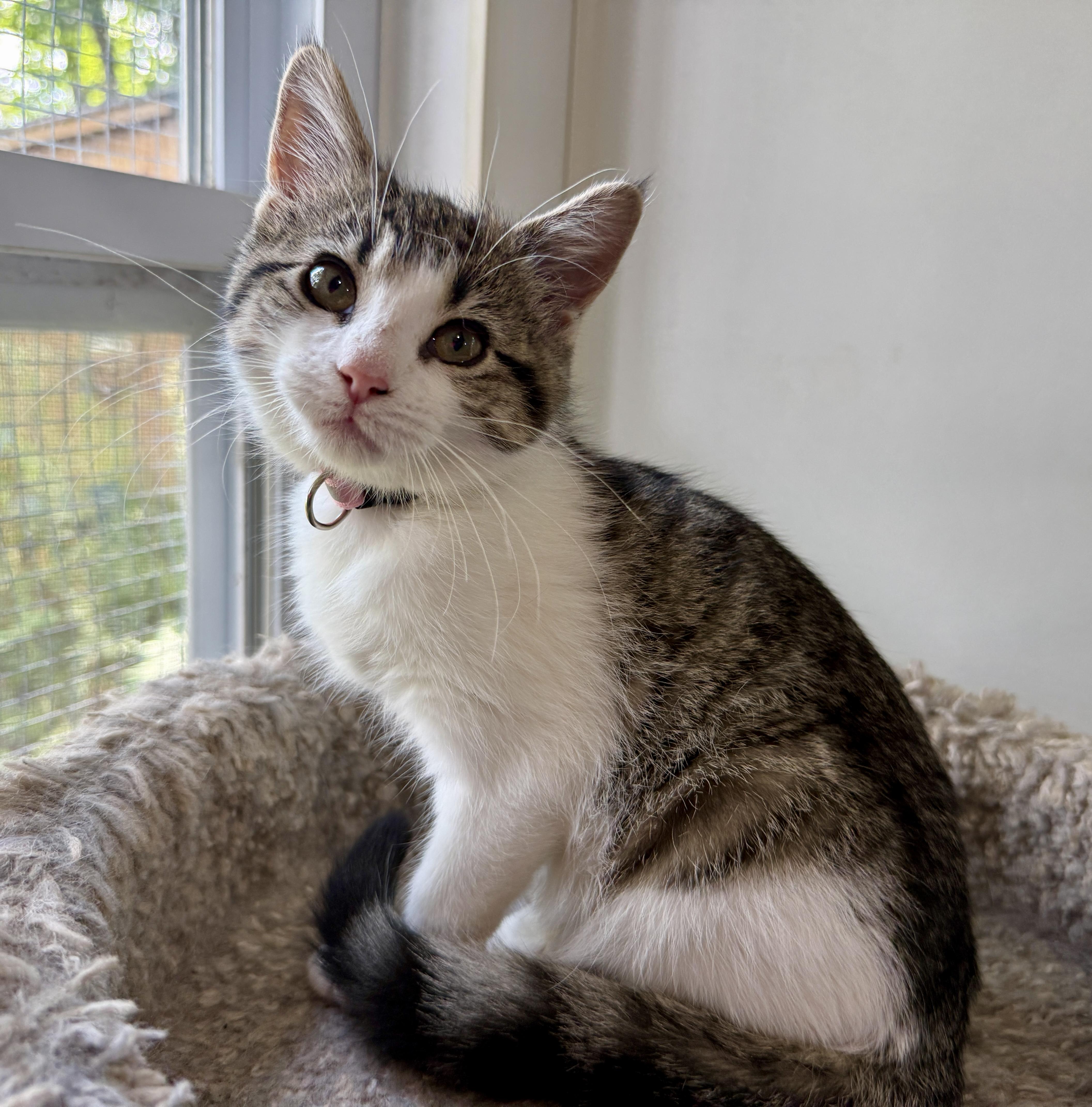 Maybelline, ADOPTABLE, Kitten Female Domestic Short Hair.