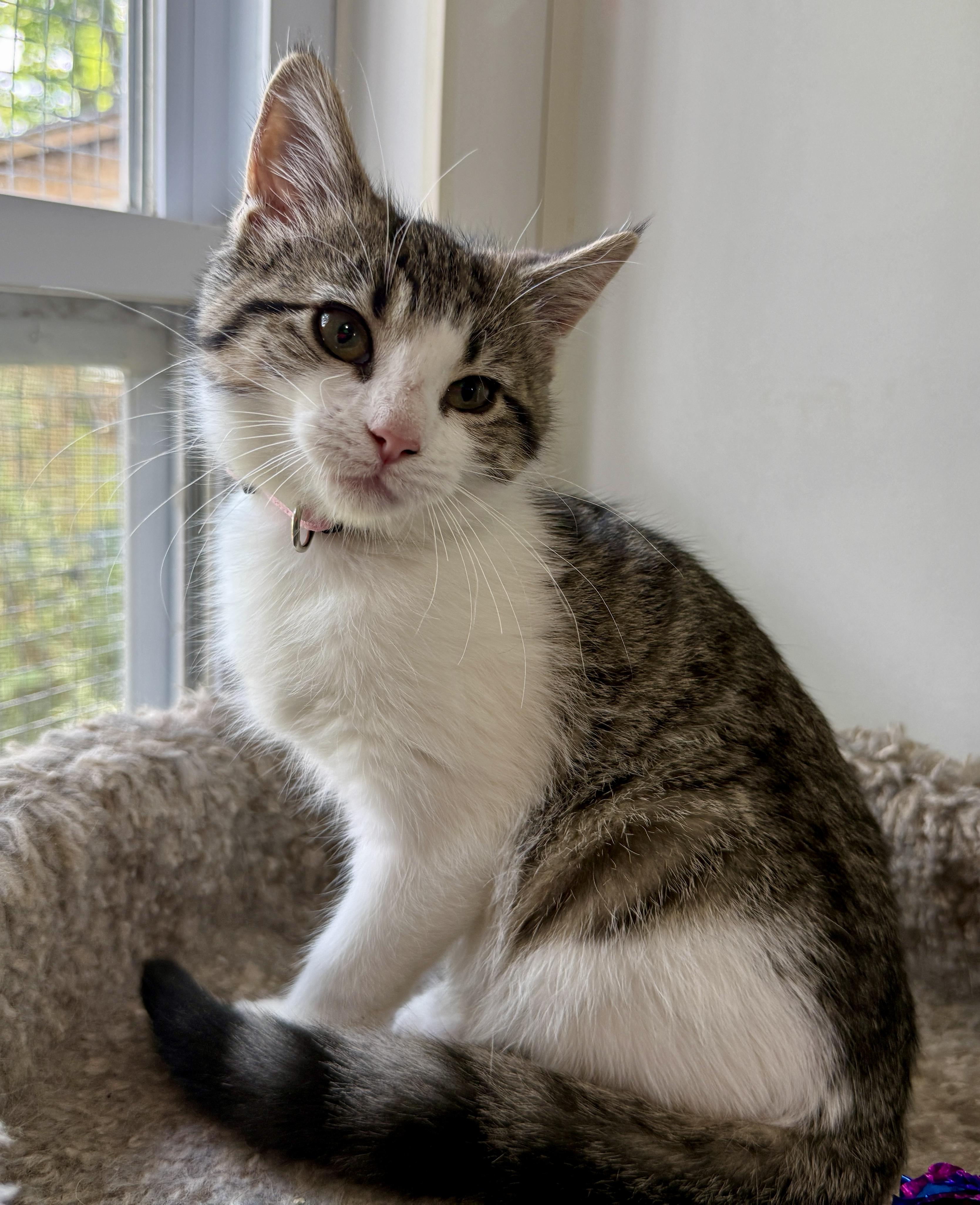 Maybelline, a ADOPTABLE Domestic Short Hair in Ashland, OH image 3/5