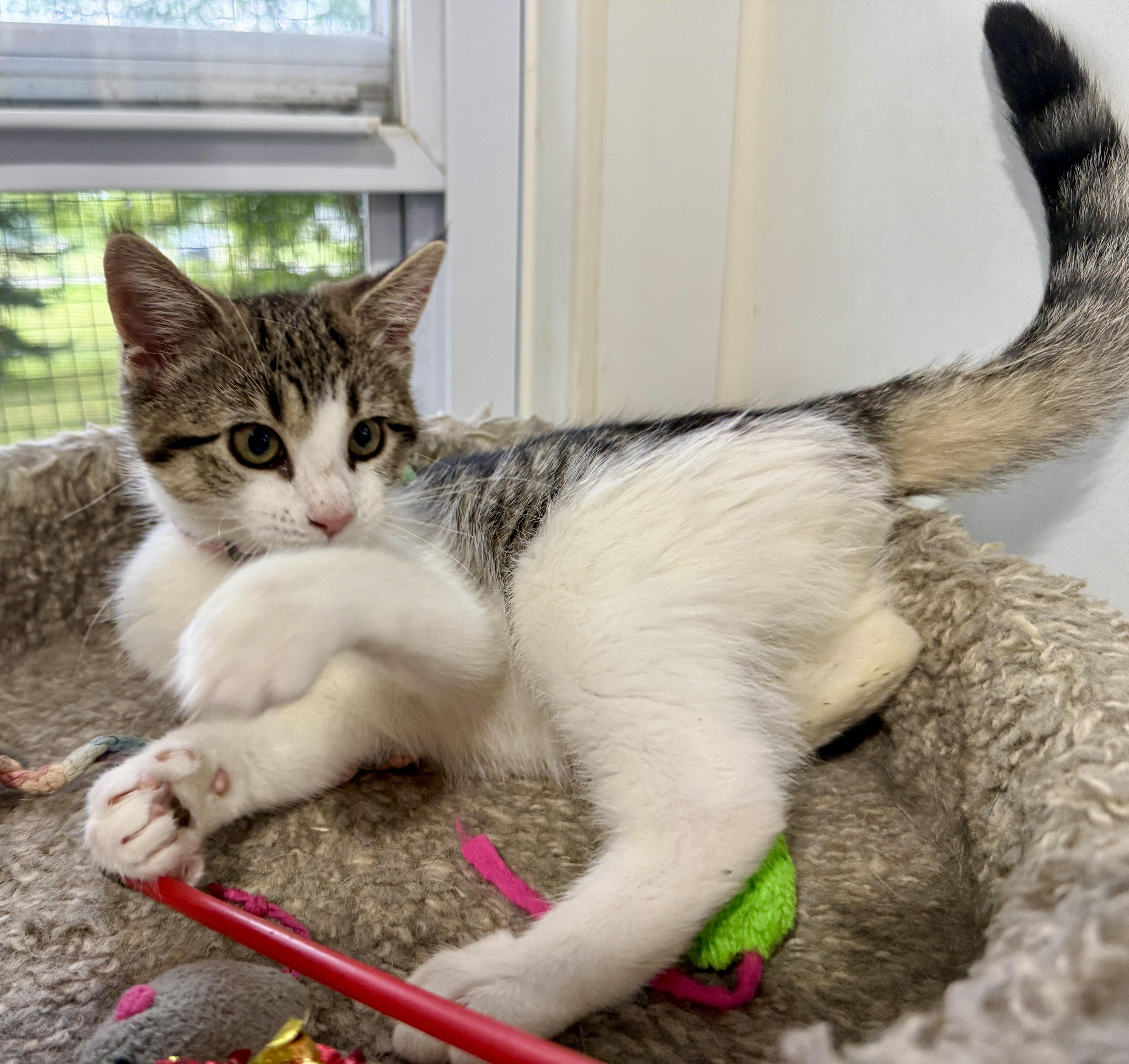 Maybelline, a ADOPTABLE Domestic Short Hair in Ashland, OH image 5/5