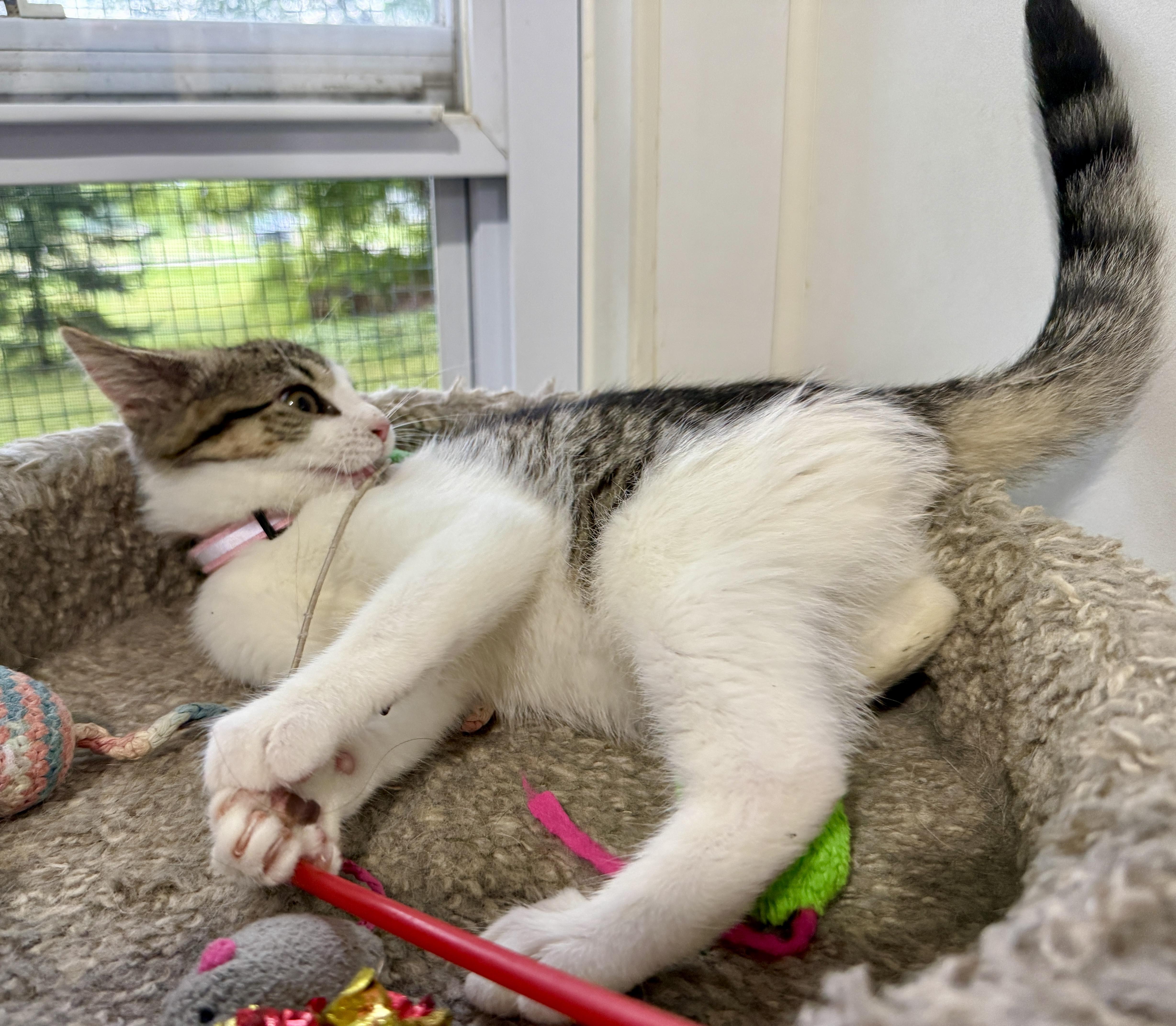 Maybelline, a ADOPTABLE Domestic Short Hair in Ashland, OH image 4/5