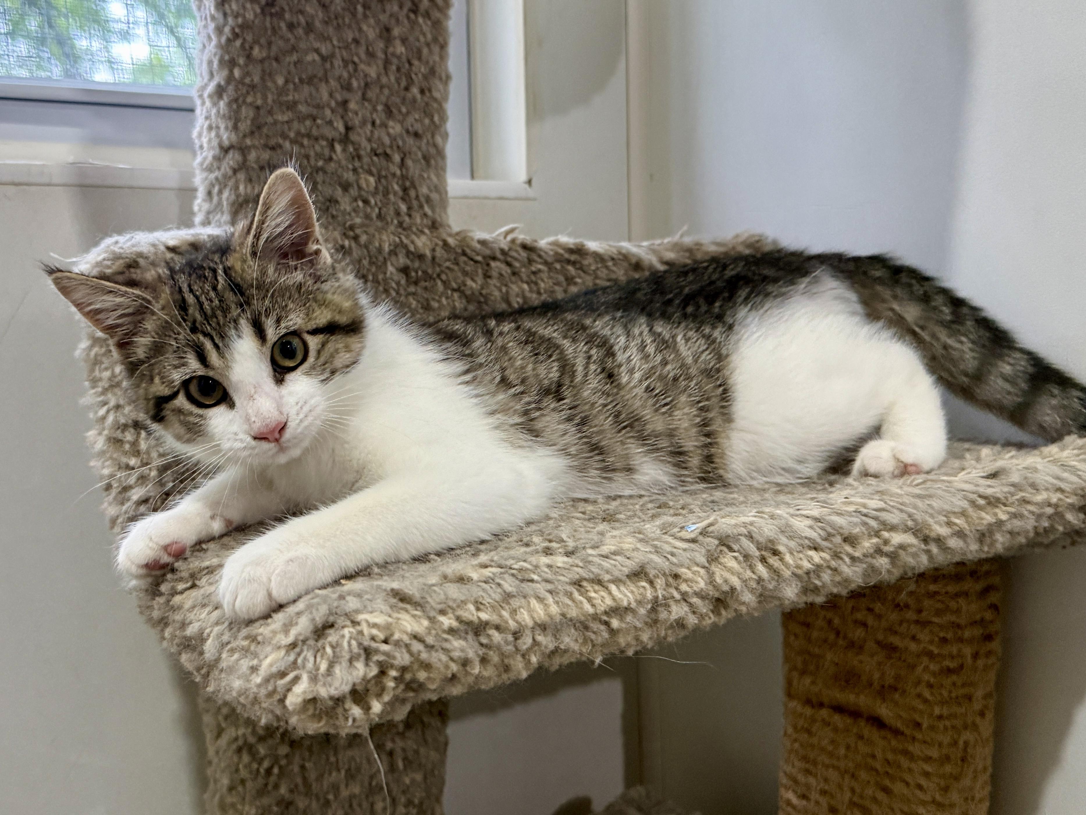 Maybelline, a ADOPTABLE Domestic Short Hair in Ashland, OH image 2/5