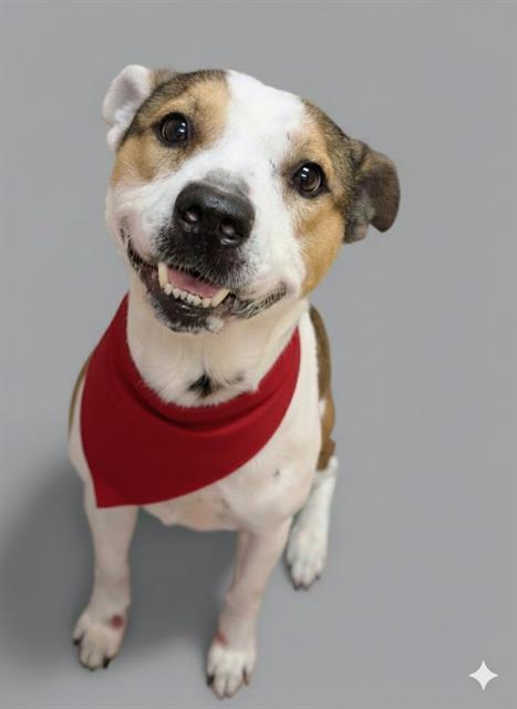 Enlarge JAKE, a Adoptable Mixed Breed in Jacksonville, FL image 1/1
