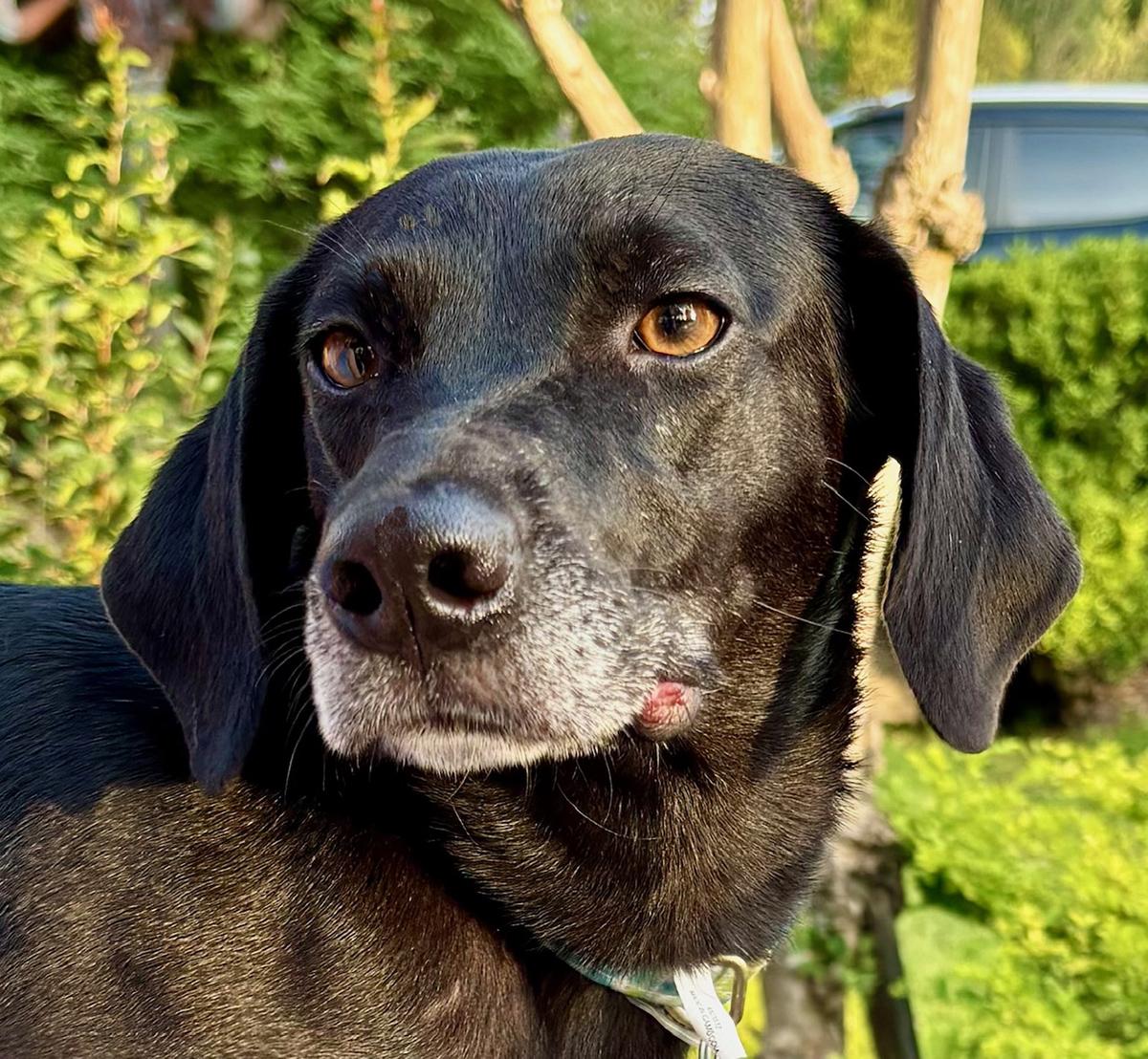 Enlarge LACY - GOOD GIRL!, a Adoptable mixed breed in Groton, CT image 4/5