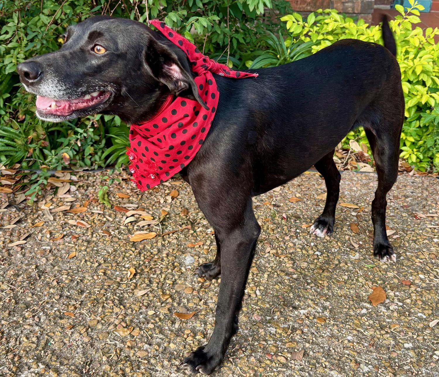 Enlarge LACY - GOOD GIRL!, a Adoptable mixed breed in Groton, CT image 5/5