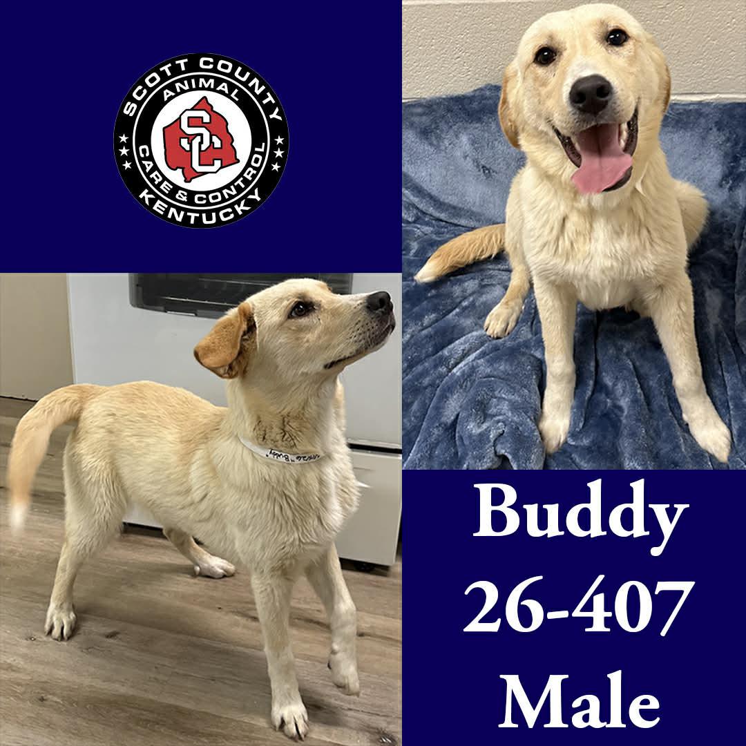 Buddy, Adoptable, Young Male Labrador Retriever.