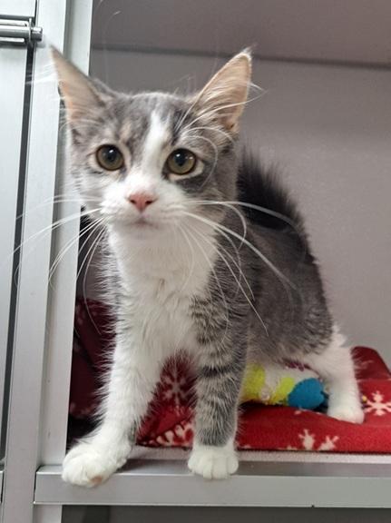 Enlarge Zinnia, a Adopted Domestic Medium Hair in Manning, SC image 1/1