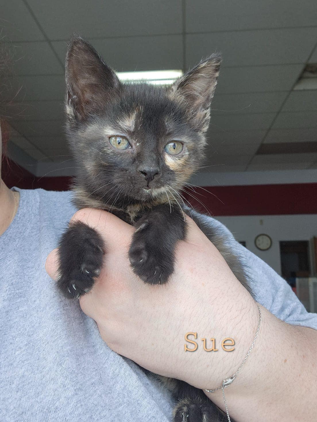Enlarge Sue, a Adoptable mixed breed in Humboldt , SK image 1/1