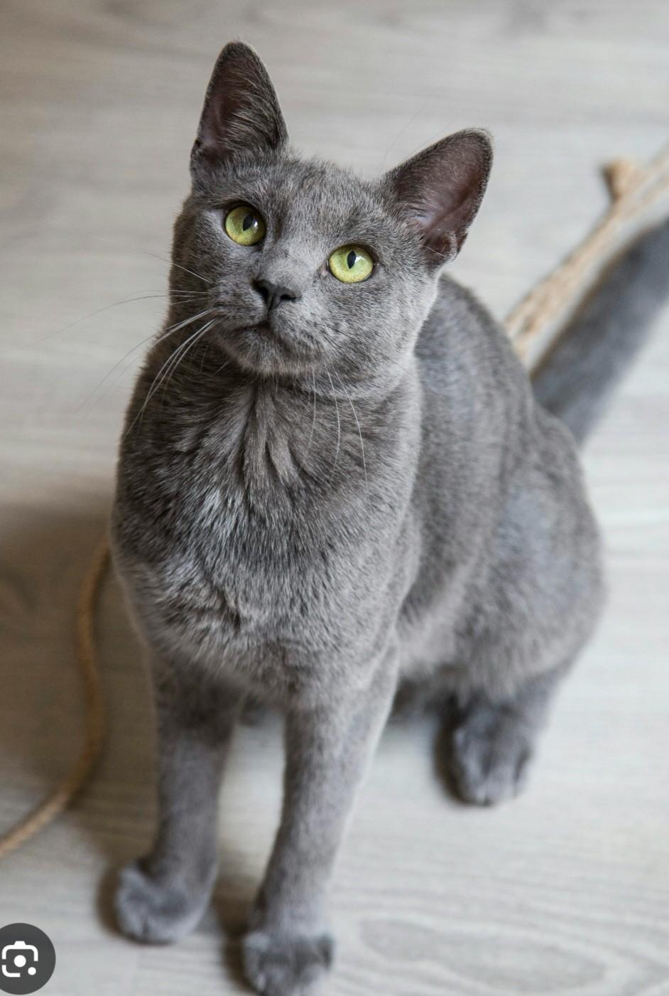 Enlarge Joker, an adopted Domestic Short Hair in Mansfield Center, CT image 1/1