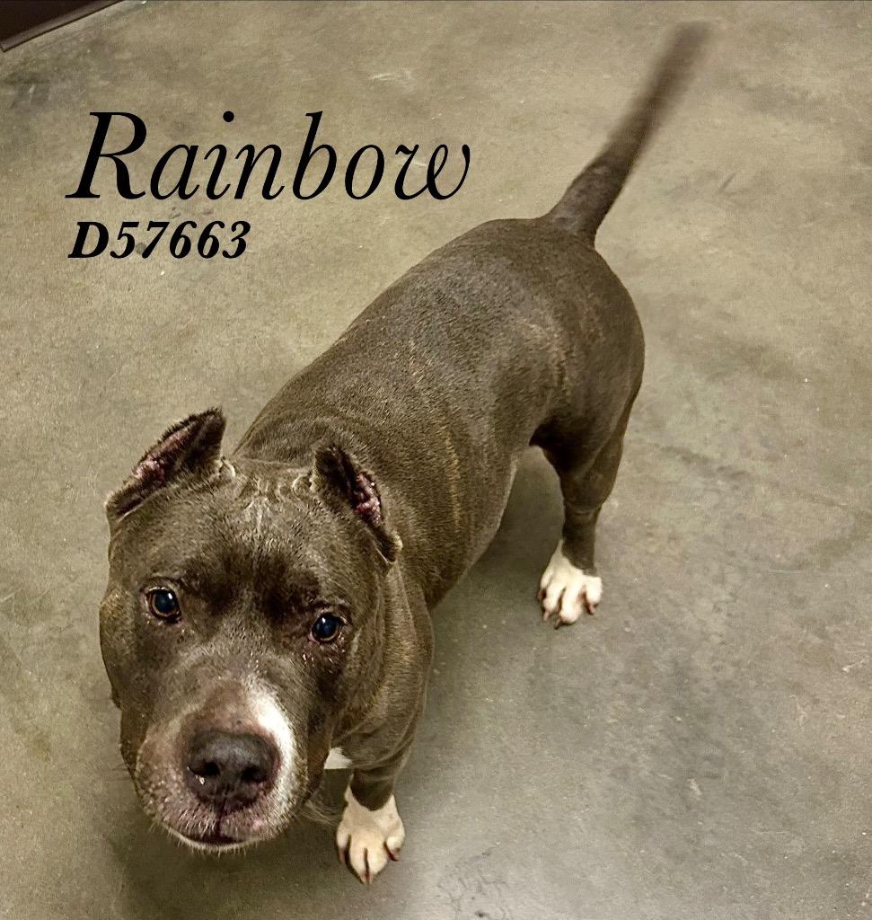 Enlarge Rainbow, a Adoptable Pit Bull Terrier in Clarksville, TN image 1/3
