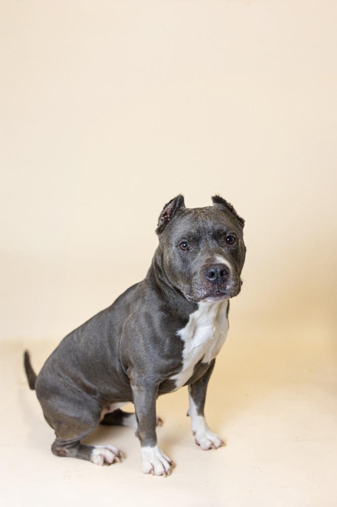Enlarge Rainbow, a Adoptable Pit Bull Terrier in Clarksville, TN image 2/3