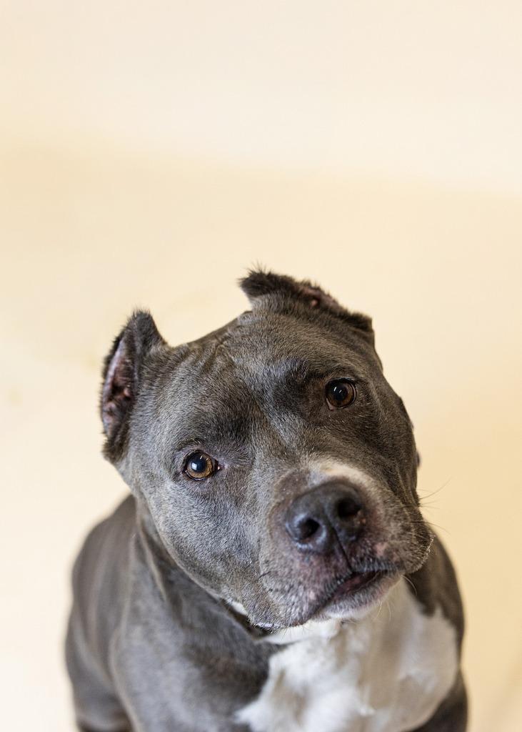 Enlarge Rainbow, a Adoptable Pit Bull Terrier in Clarksville, TN image 3/3