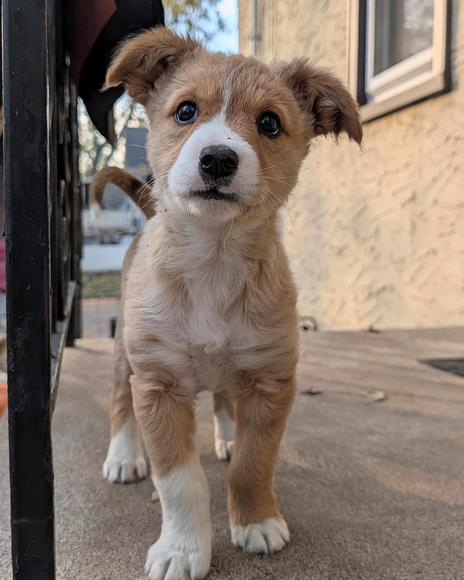 Enlarge Tuli, a Adoptable mixed breed in Minneapolis, MN image 6/6