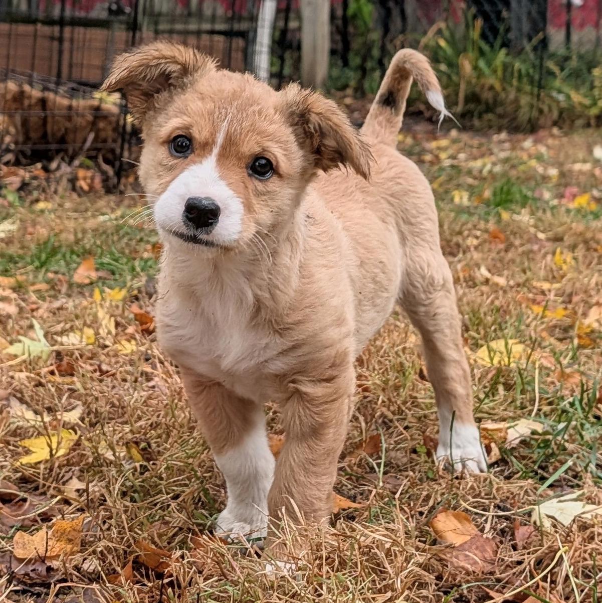 Enlarge Tuli, a Adoptable mixed breed in Minneapolis, MN image 3/6