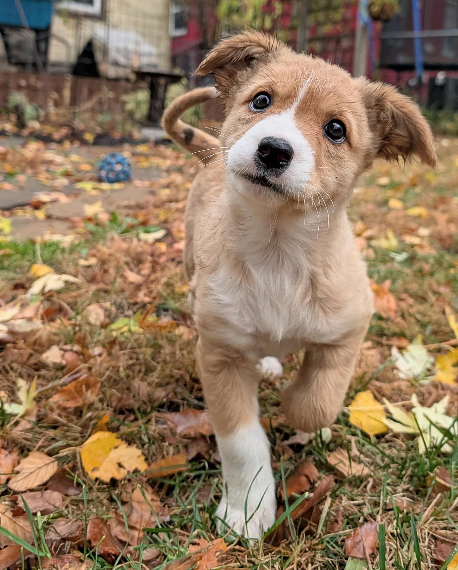 Enlarge Tuli, a Adoptable mixed breed in Minneapolis, MN image 4/6