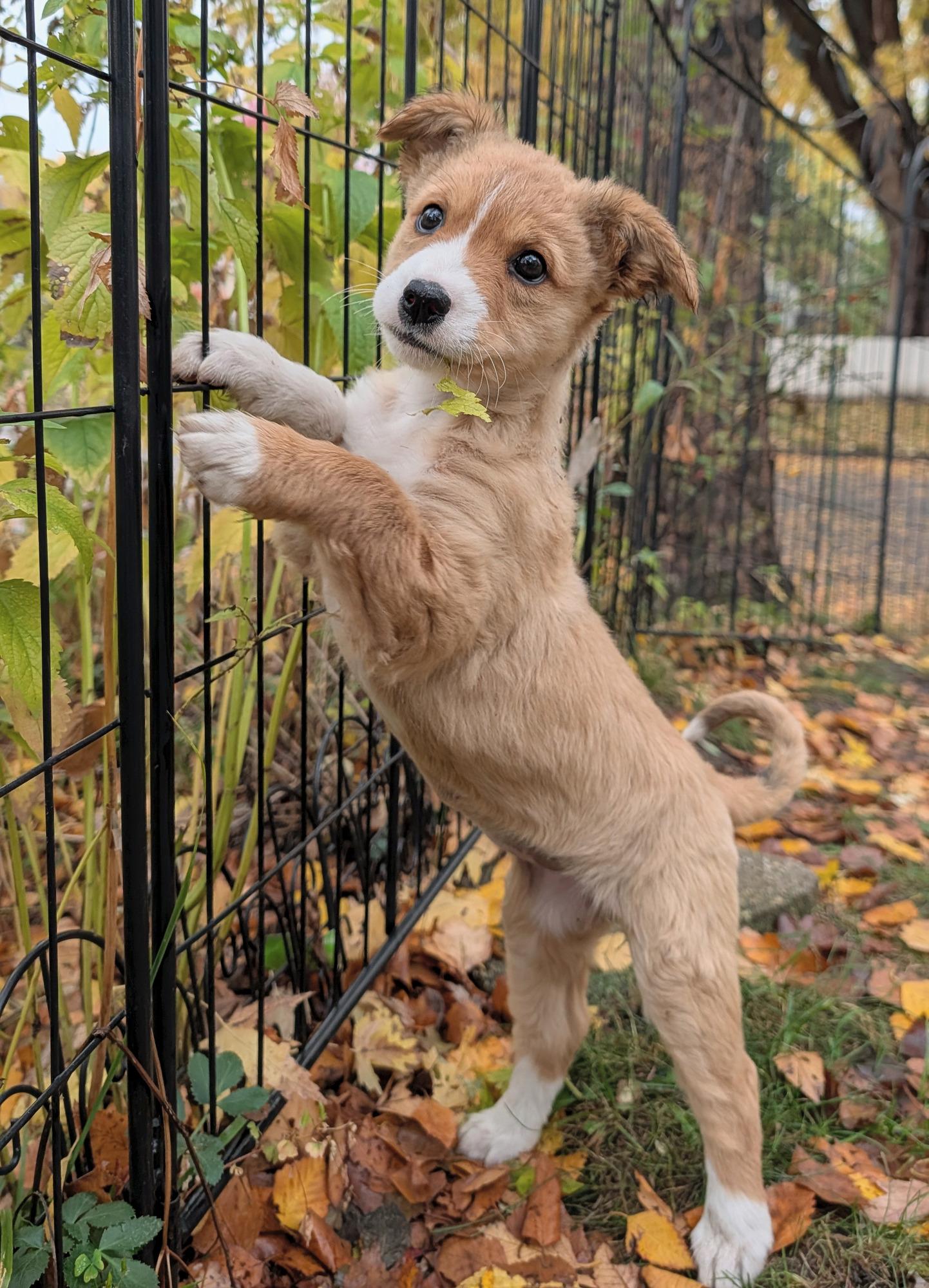 Enlarge Tuli, a Adoptable mixed breed in Minneapolis, MN image 5/6