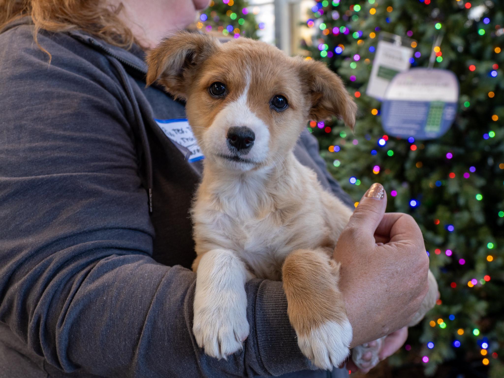 Tuli, Adoptable, Puppy Female Terrier & Mixed Breed.