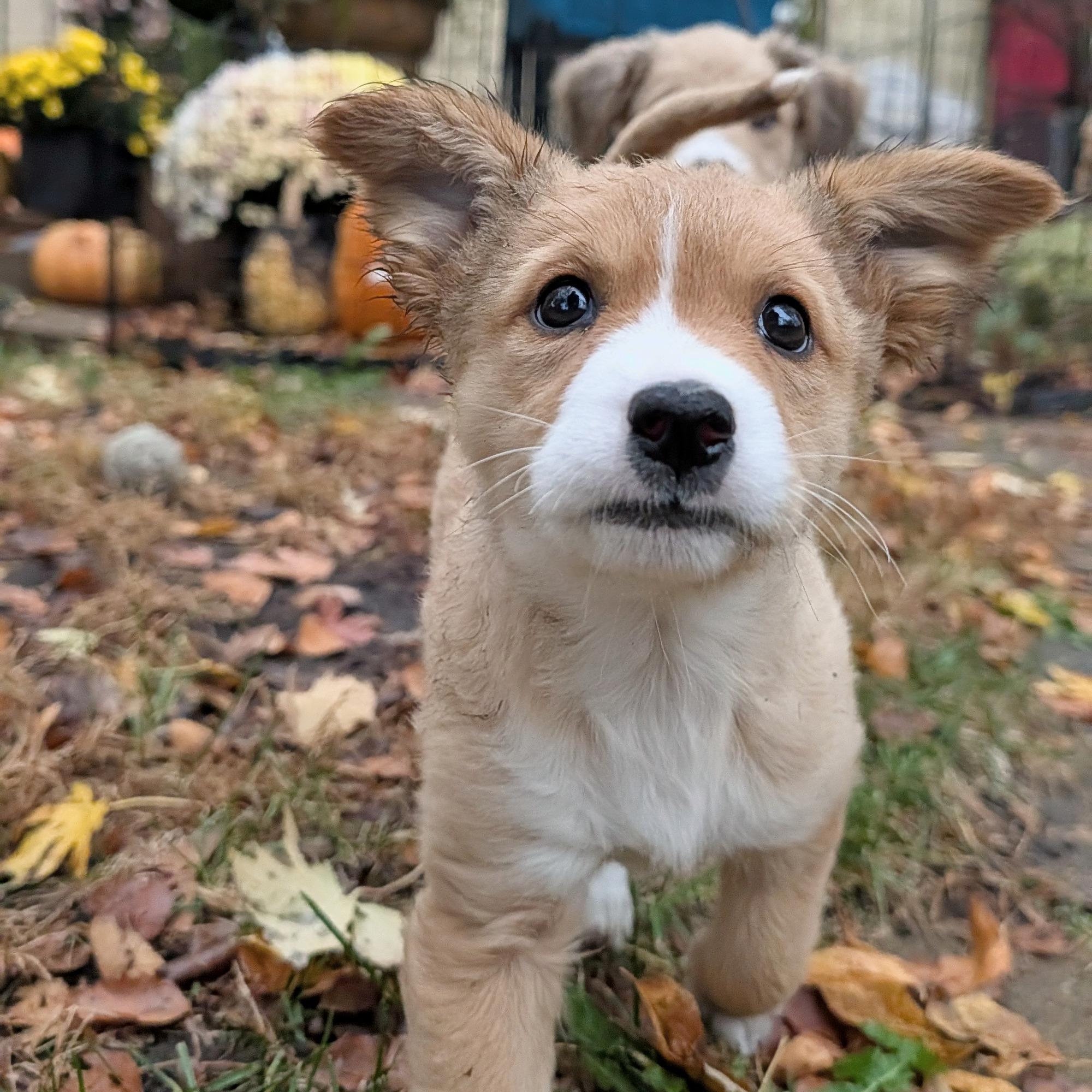 Enlarge Tuli, a Adoptable mixed breed in Minneapolis, MN image 2/6