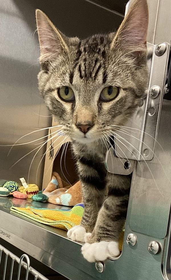 Simba - Cat 2, Adoptable, Young Male Domestic Short Hair.