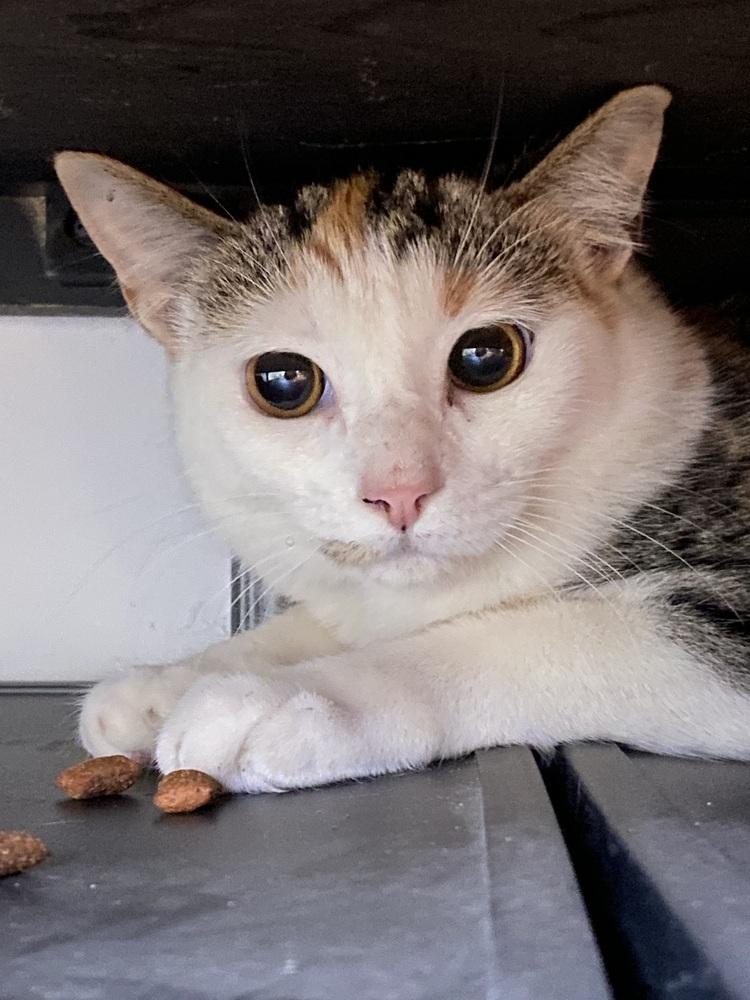 Enlarge Quiznos, a Adoptable mixed breed in Virginia Beach, VA image 1/3