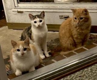 Enlarge Quiznos, a Adoptable mixed breed in Virginia Beach, VA image 3/3