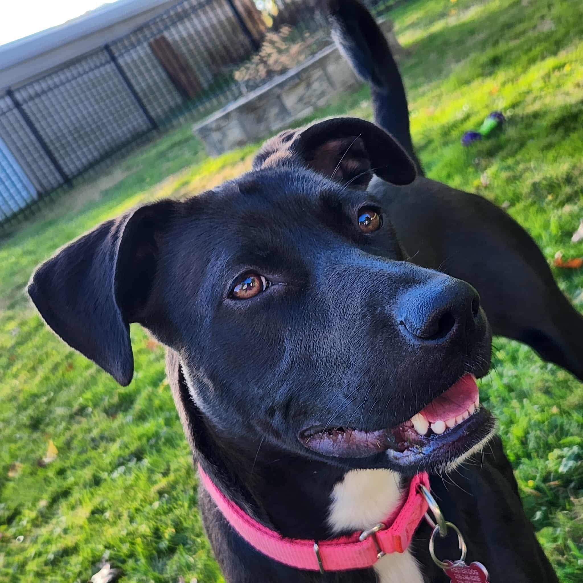 Caroline, a Adoptable mixed breed in Medina, OH image 5/6