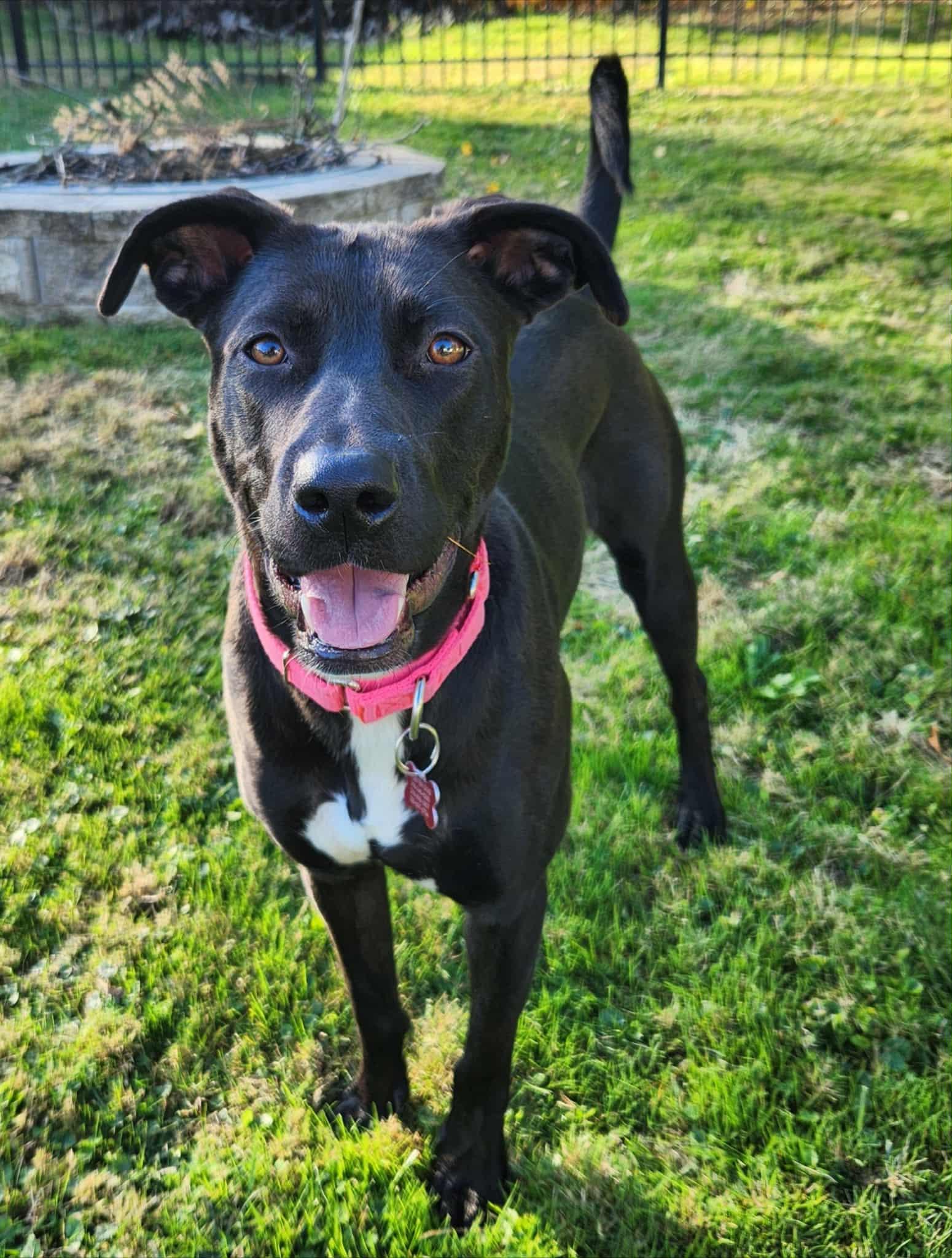 Caroline, a Adoptable mixed breed in Medina, OH image 2/6