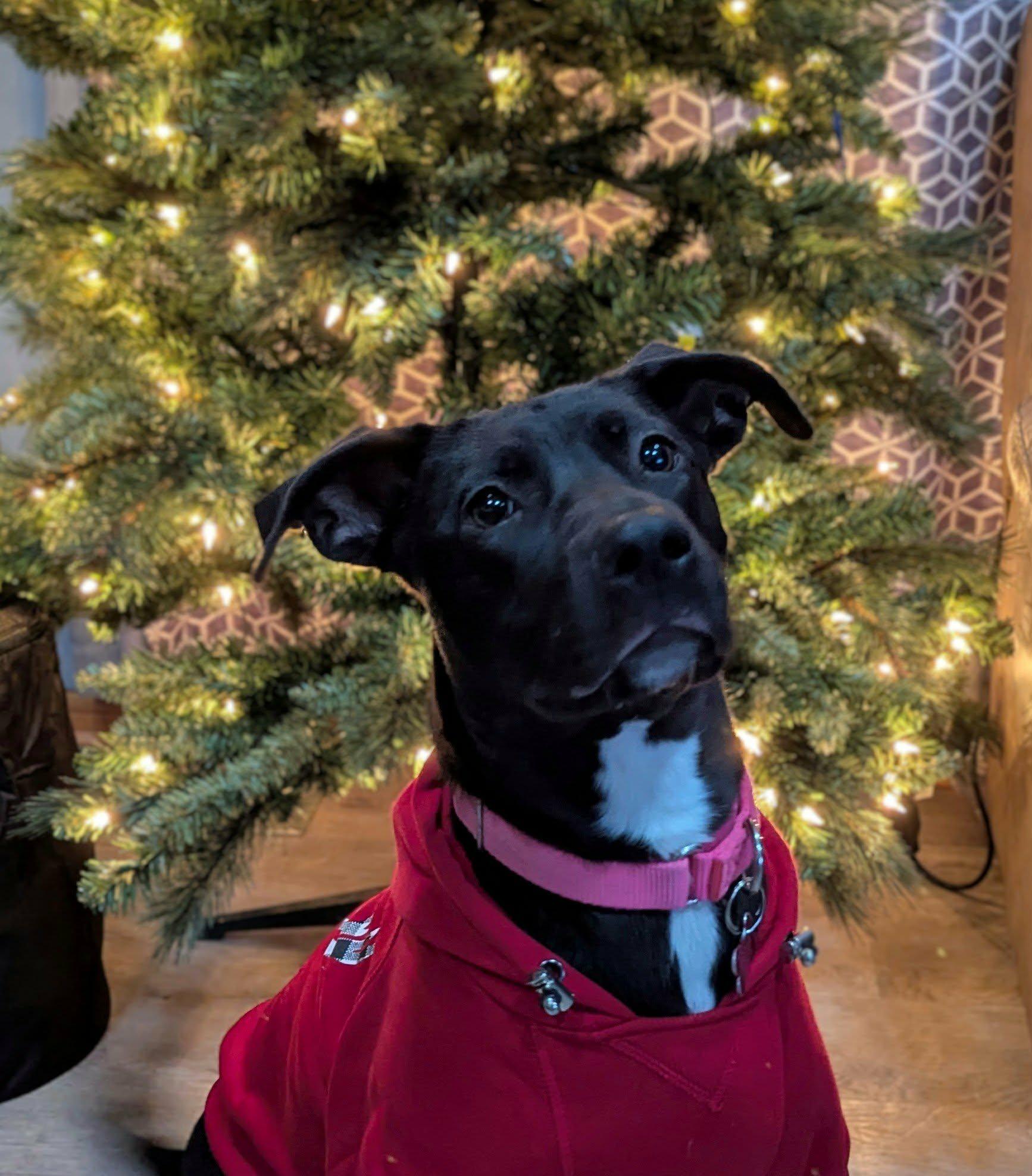 Caroline, Adoptable, Young Female Black Labrador Retriever.