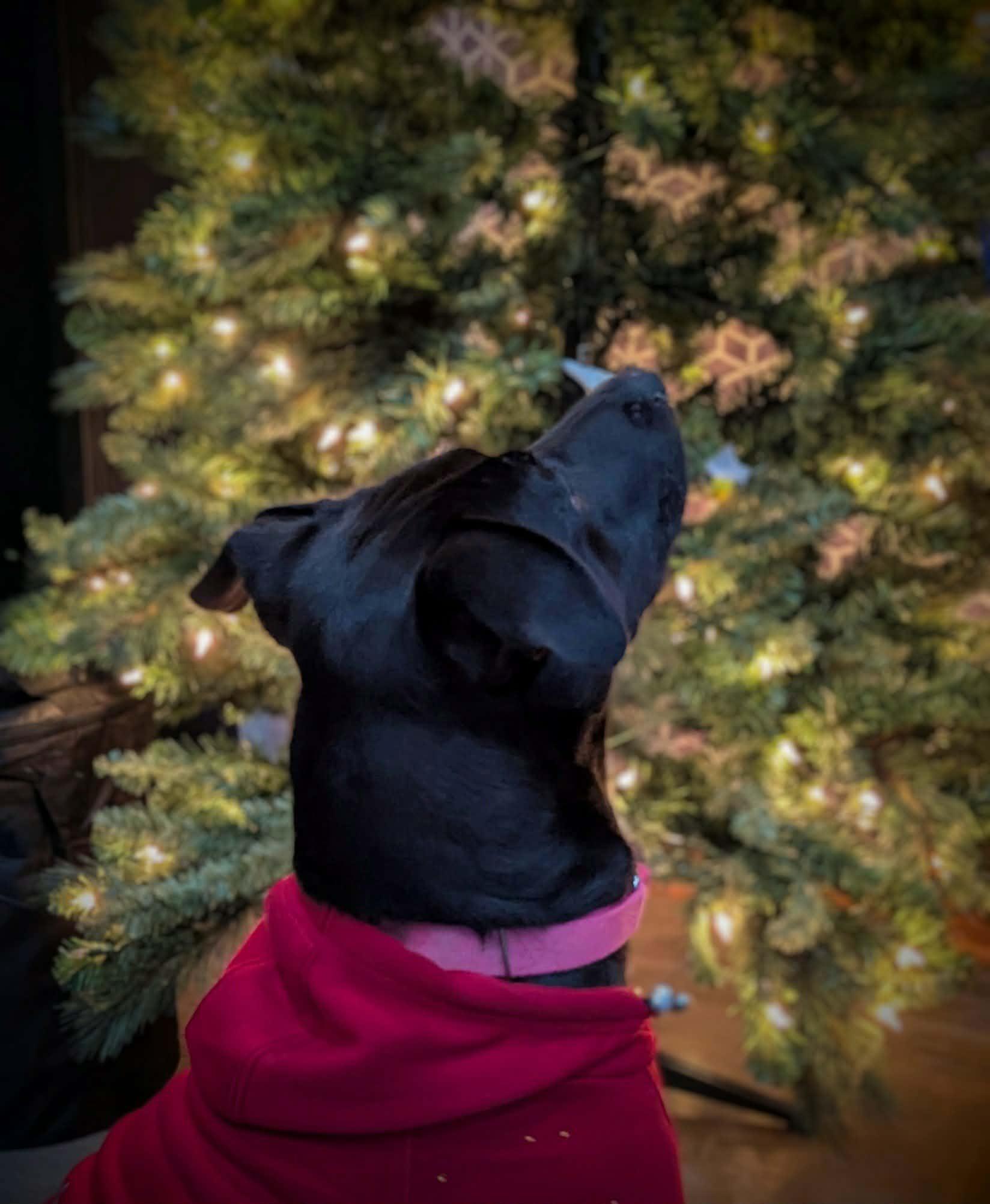 Enlarge Caroline, a Adoptable mixed breed in Medina, OH image 2/6