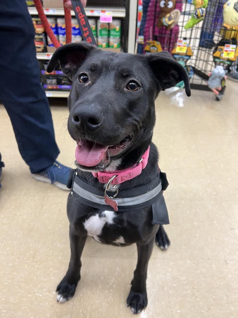 Enlarge Caroline, a Adoptable mixed breed in Medina, OH image 3/6