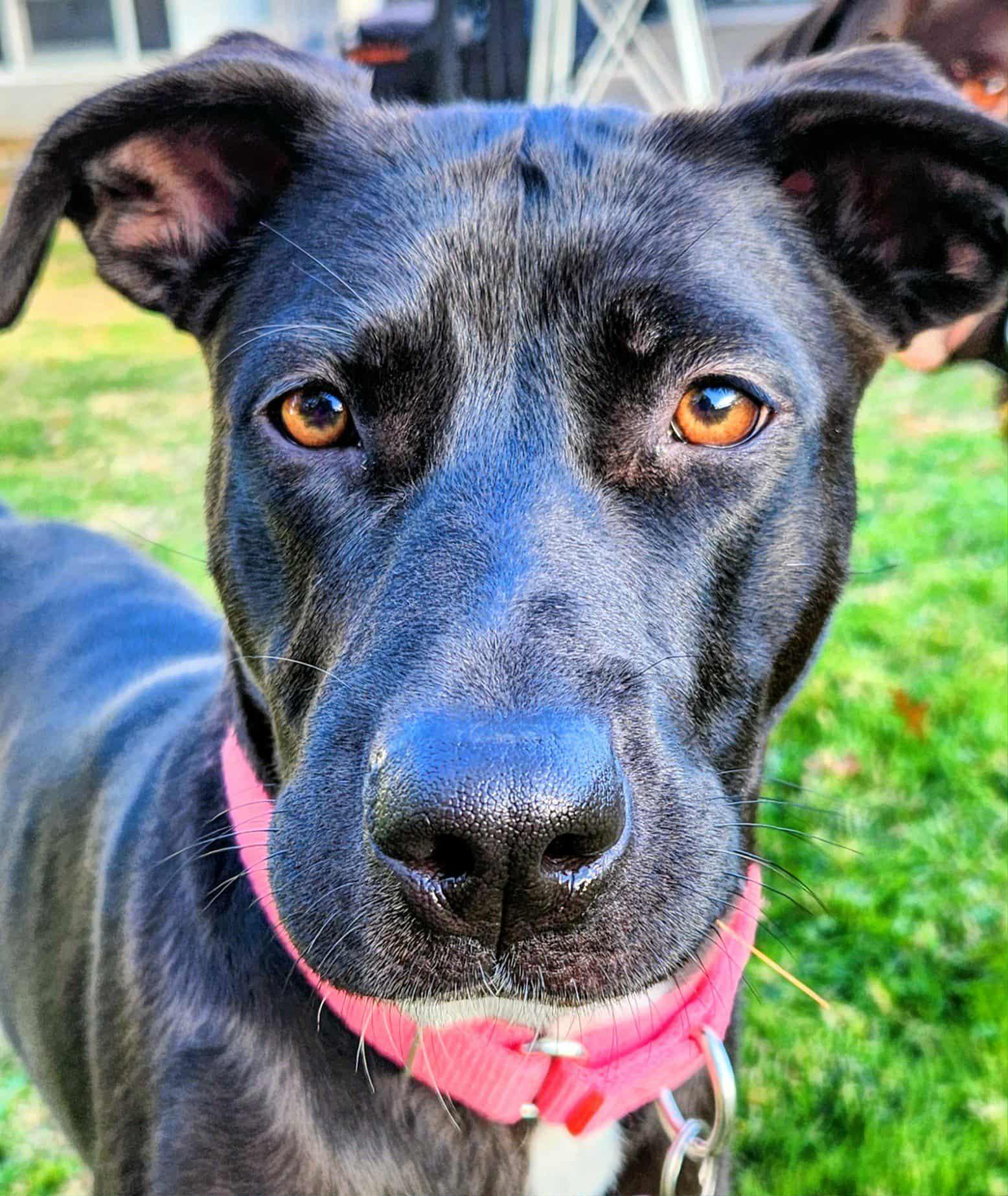 Caroline, a Adoptable mixed breed in Medina, OH image 3/6