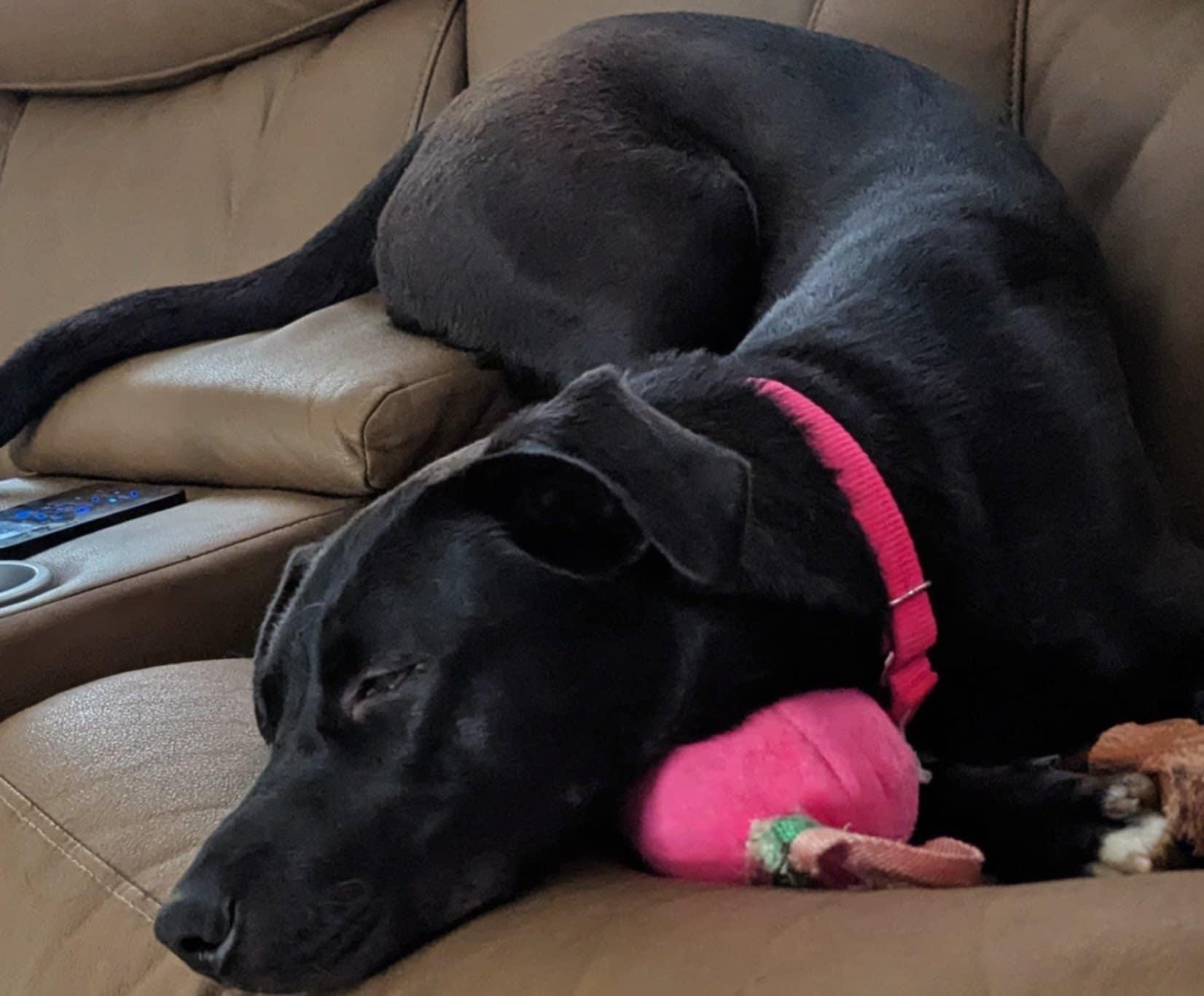 Caroline, a Adoptable mixed breed in Medina, OH image 6/6