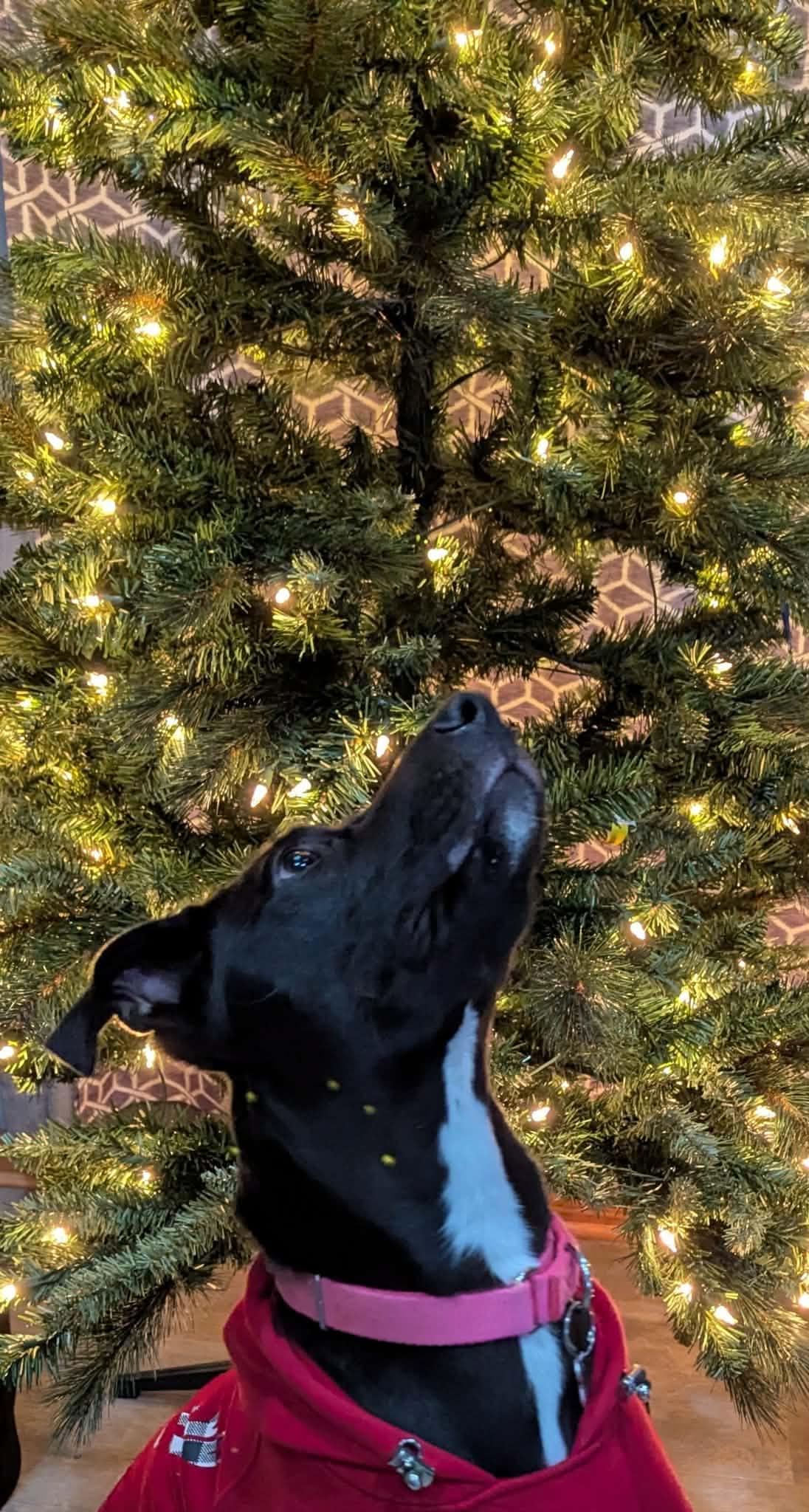 Enlarge Caroline, a Adoptable mixed breed in Medina, OH image 3/6