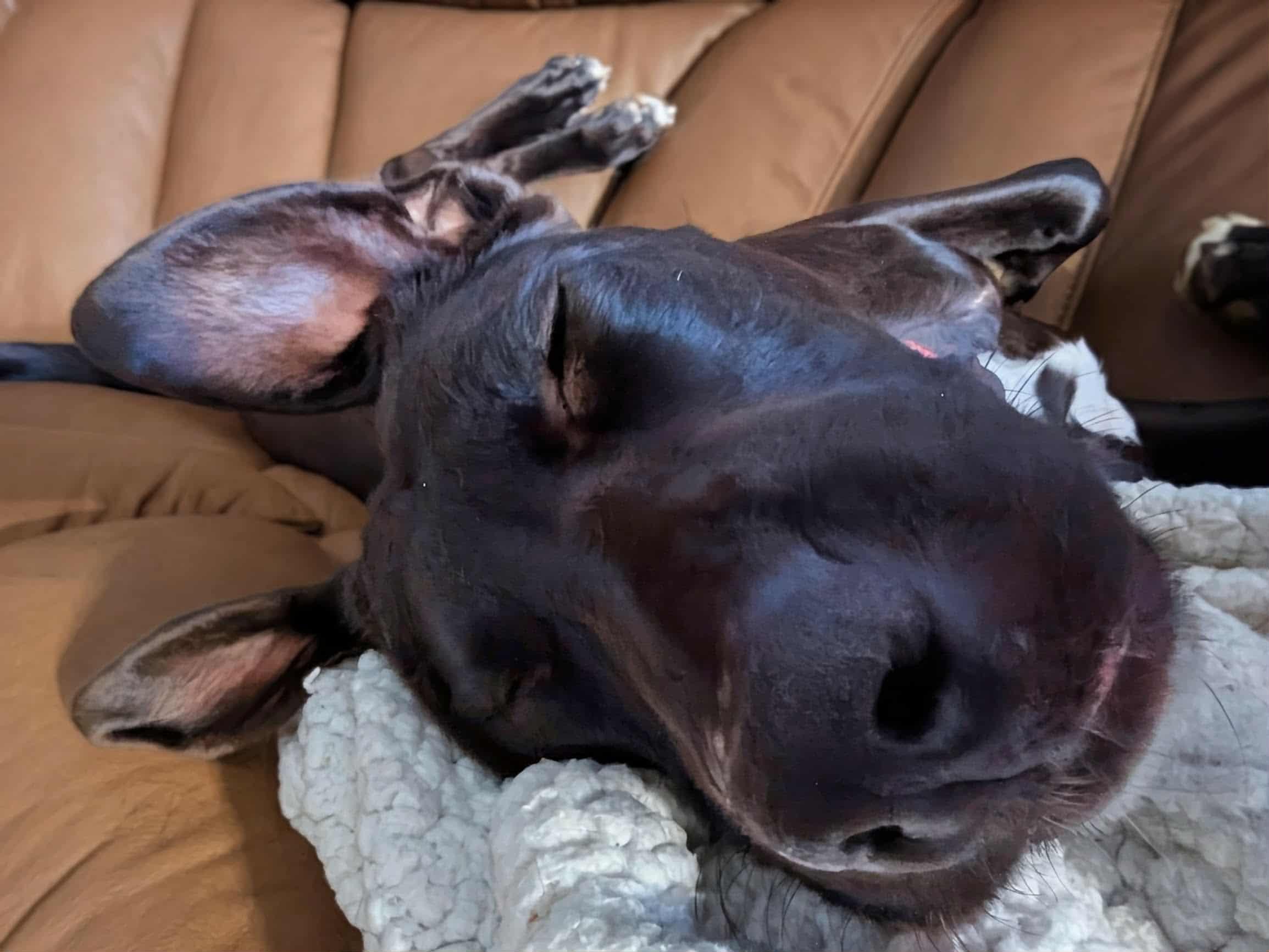 Enlarge Caroline, a Adoptable mixed breed in Medina, OH image 4/6