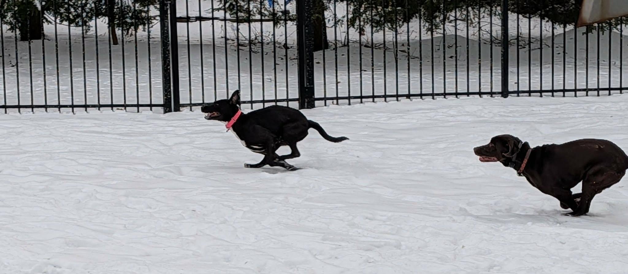 Enlarge Caroline, a Adoptable mixed breed in Medina, OH image 5/6