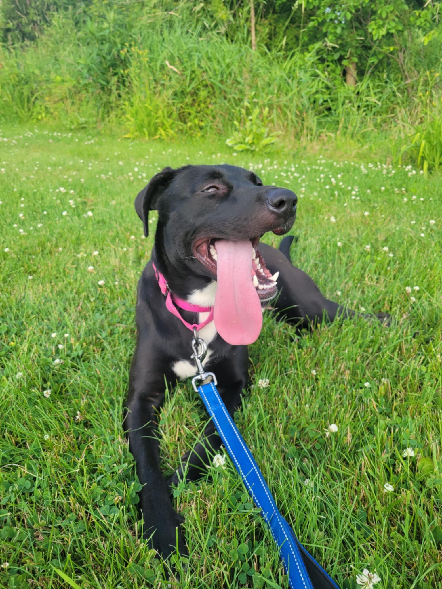 Caroline-Not Accepting Applications Yet! (late June/July)