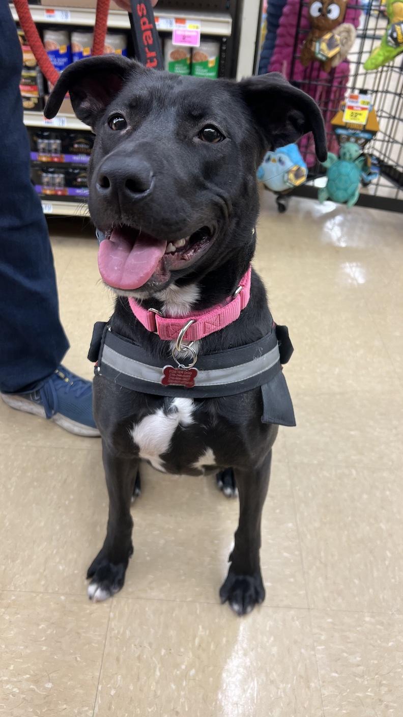 Enlarge Caroline, a Adoptable mixed breed in Medina, OH image 2/6