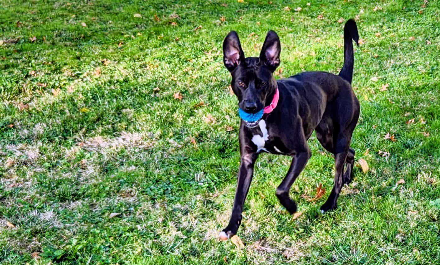 Caroline, a Adoptable mixed breed in Medina, OH image 4/6