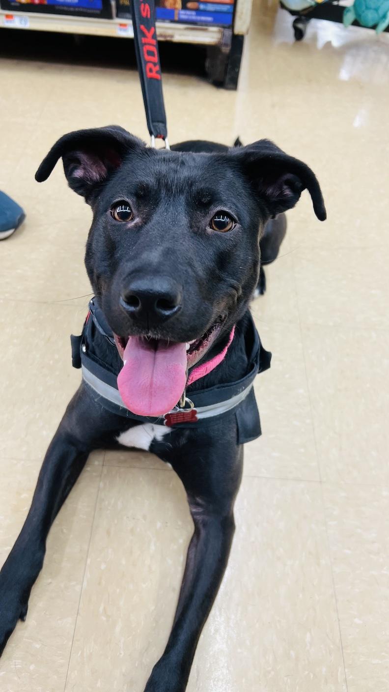 Enlarge Caroline, a Adoptable mixed breed in Medina, OH image 1/6