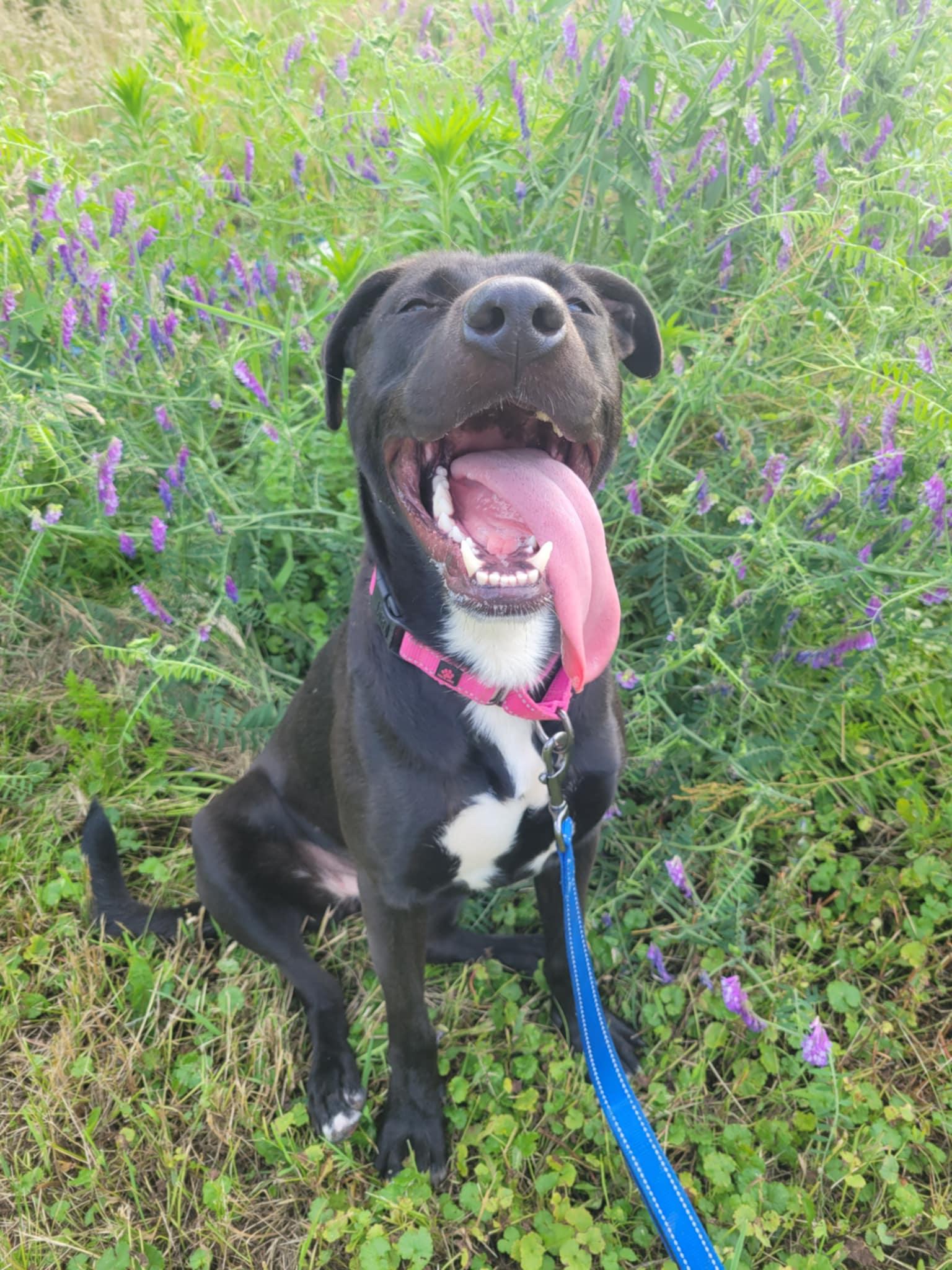 Caroline-Not Accepting Applications Yet! (late June/July)